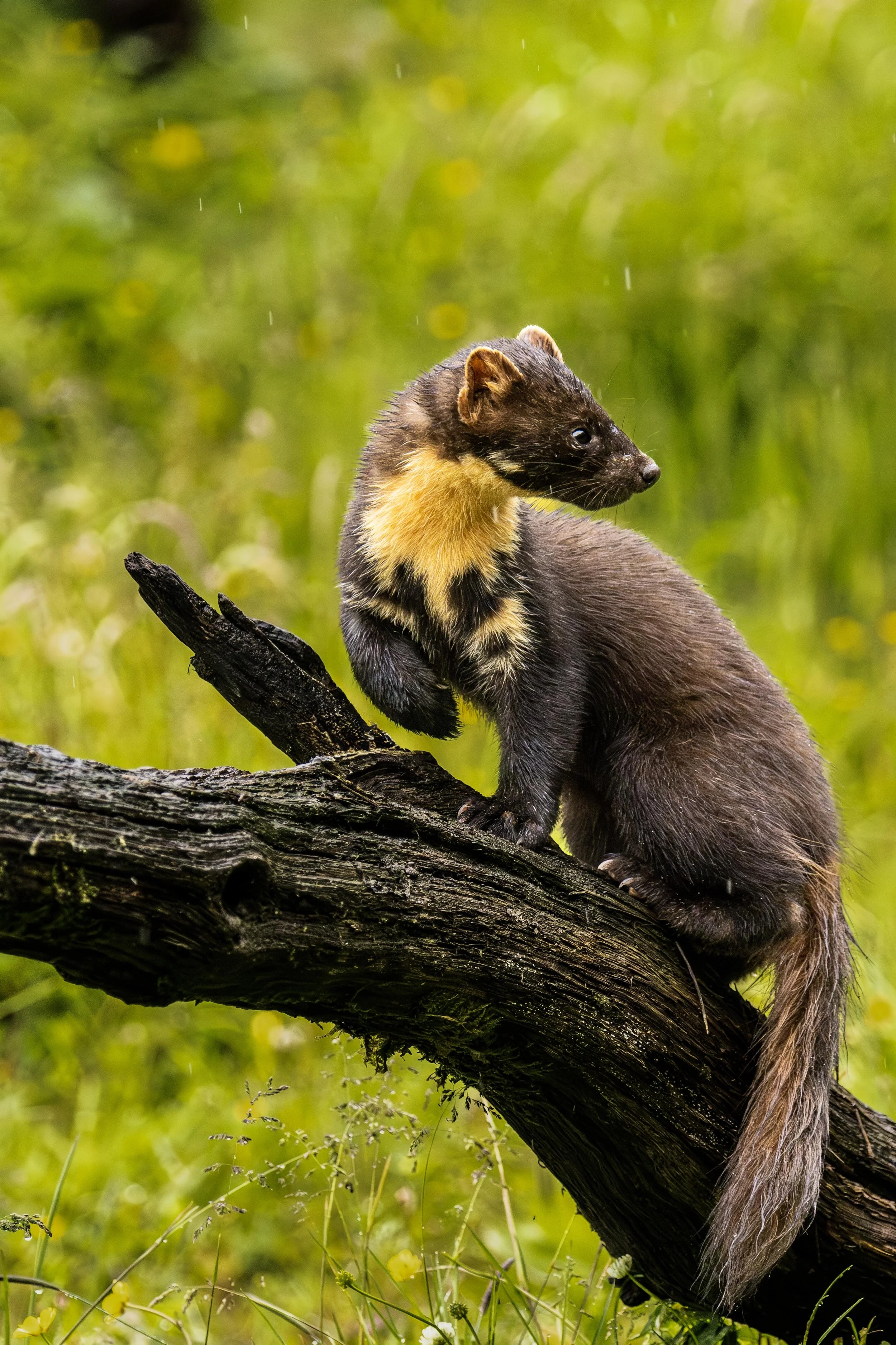 Pine Martin Looking back on a log in the Rain Small.jpg