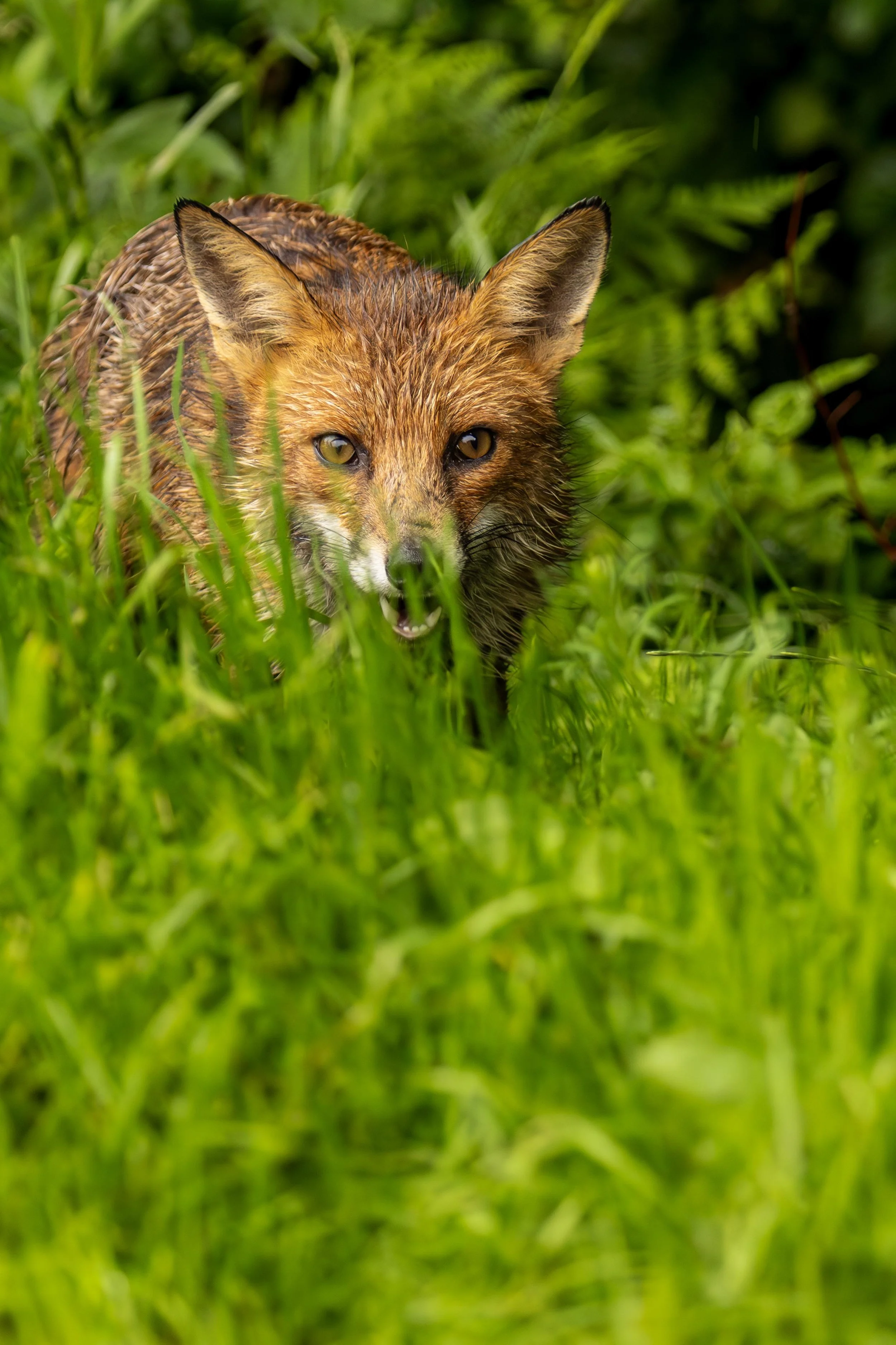 Sly Fox in the long Grass Small.jpg