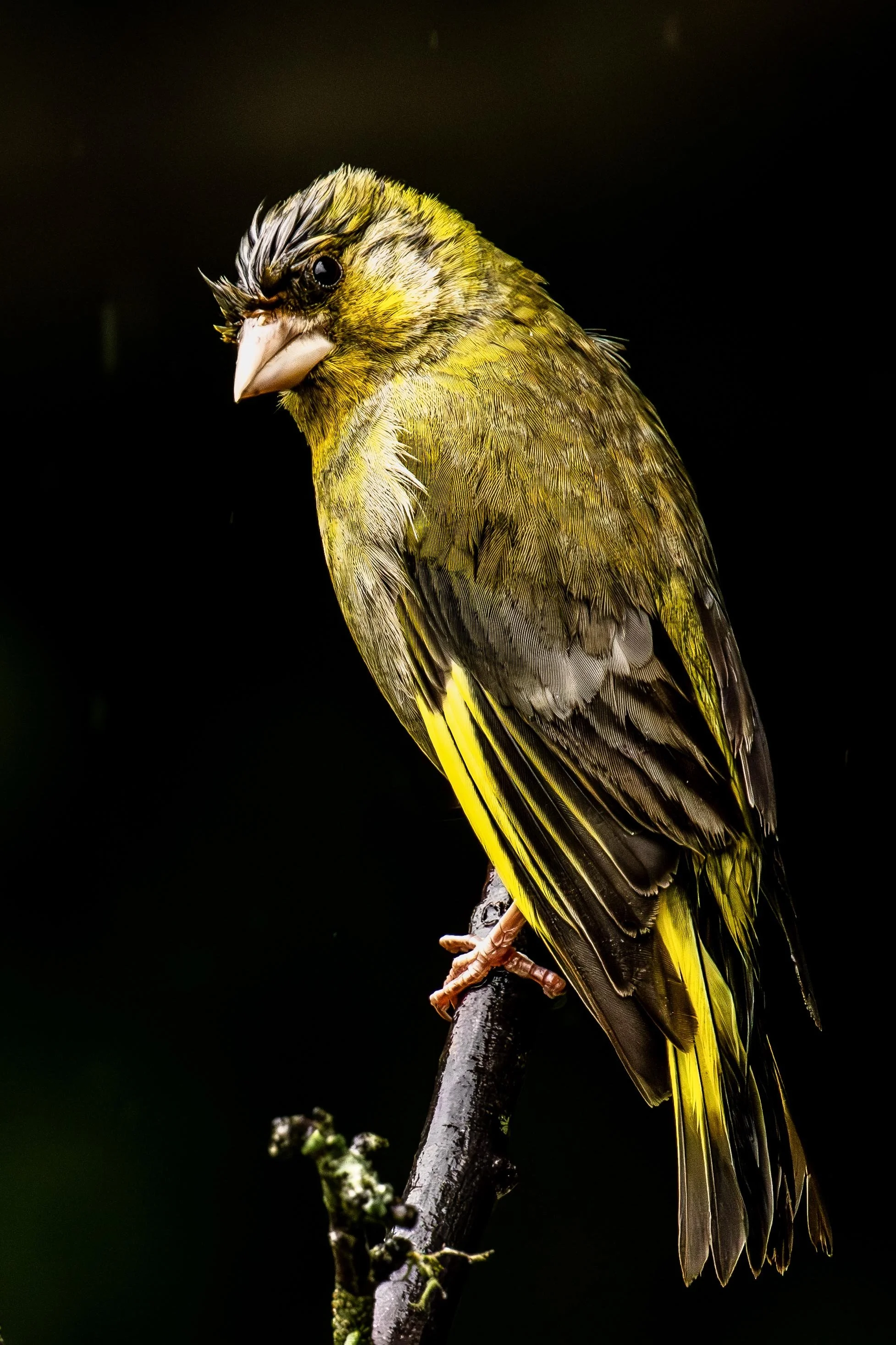 Wet Greenfinch Portrait Small.jpg