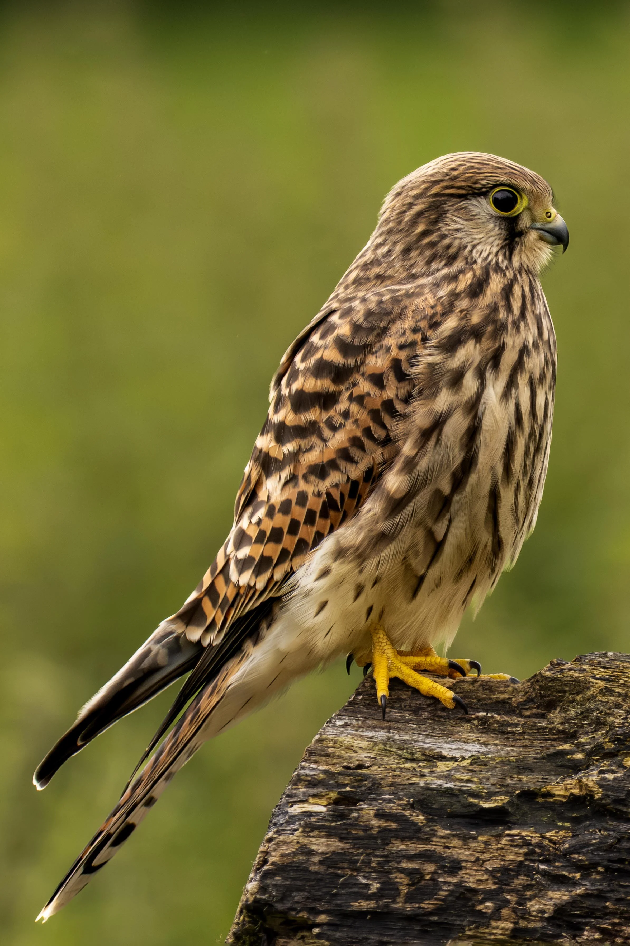 Portrait of a Young Kestrel perched on a log Small.jpg