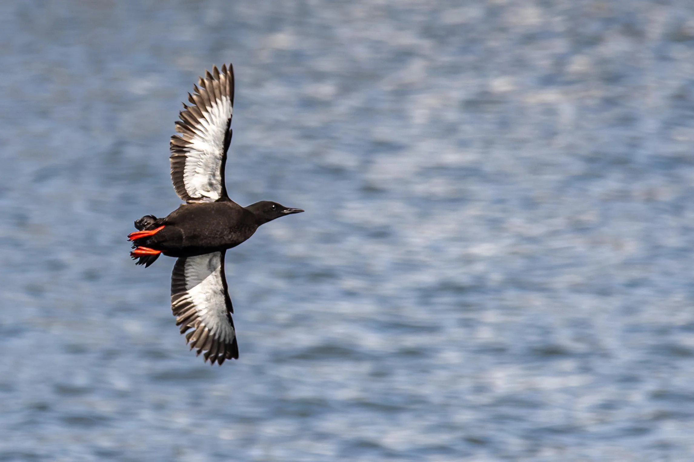 Black Guillemot in flight over the Water Small.jpg