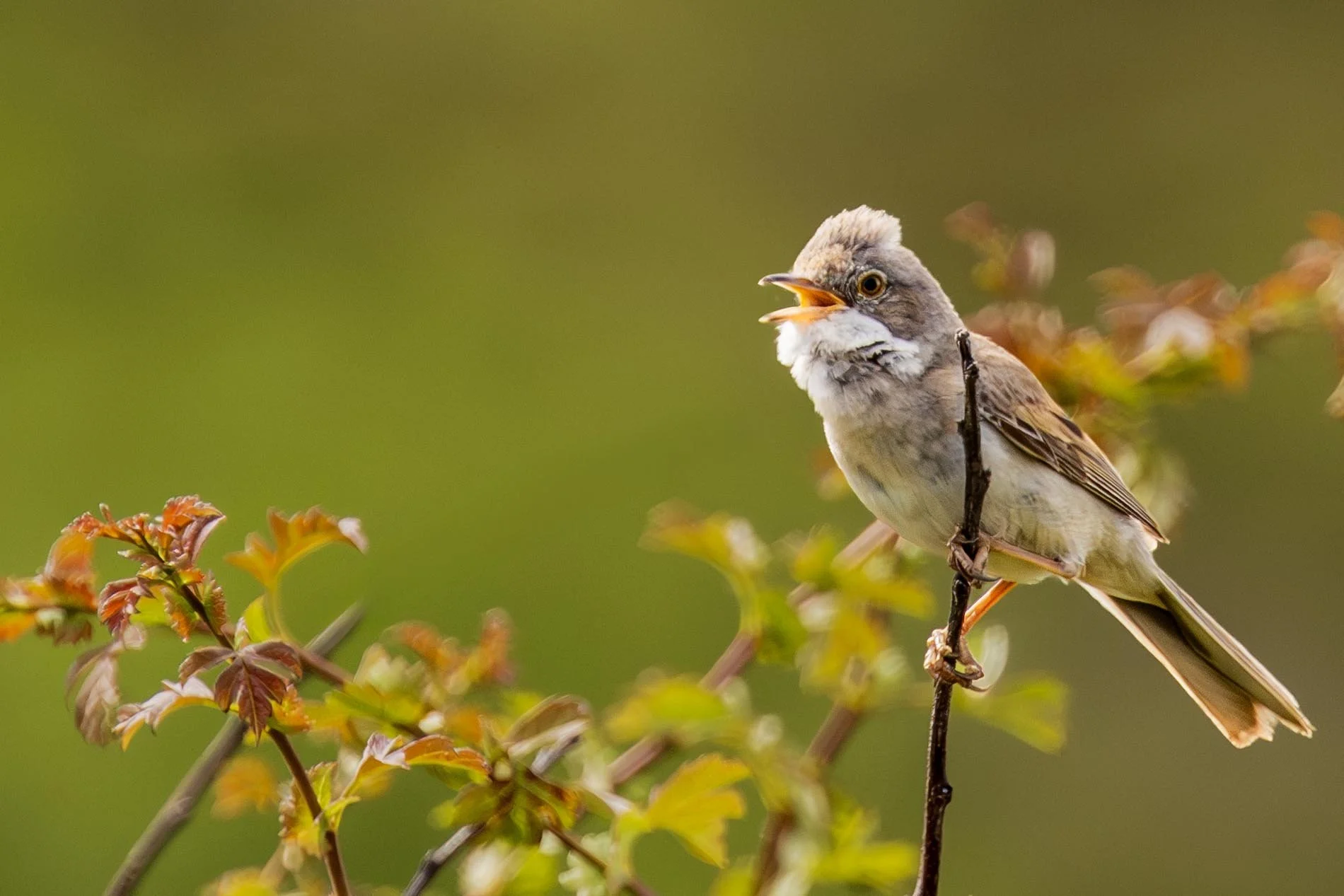 Common Whitethroat on Copper Birch Singing Small.jpg