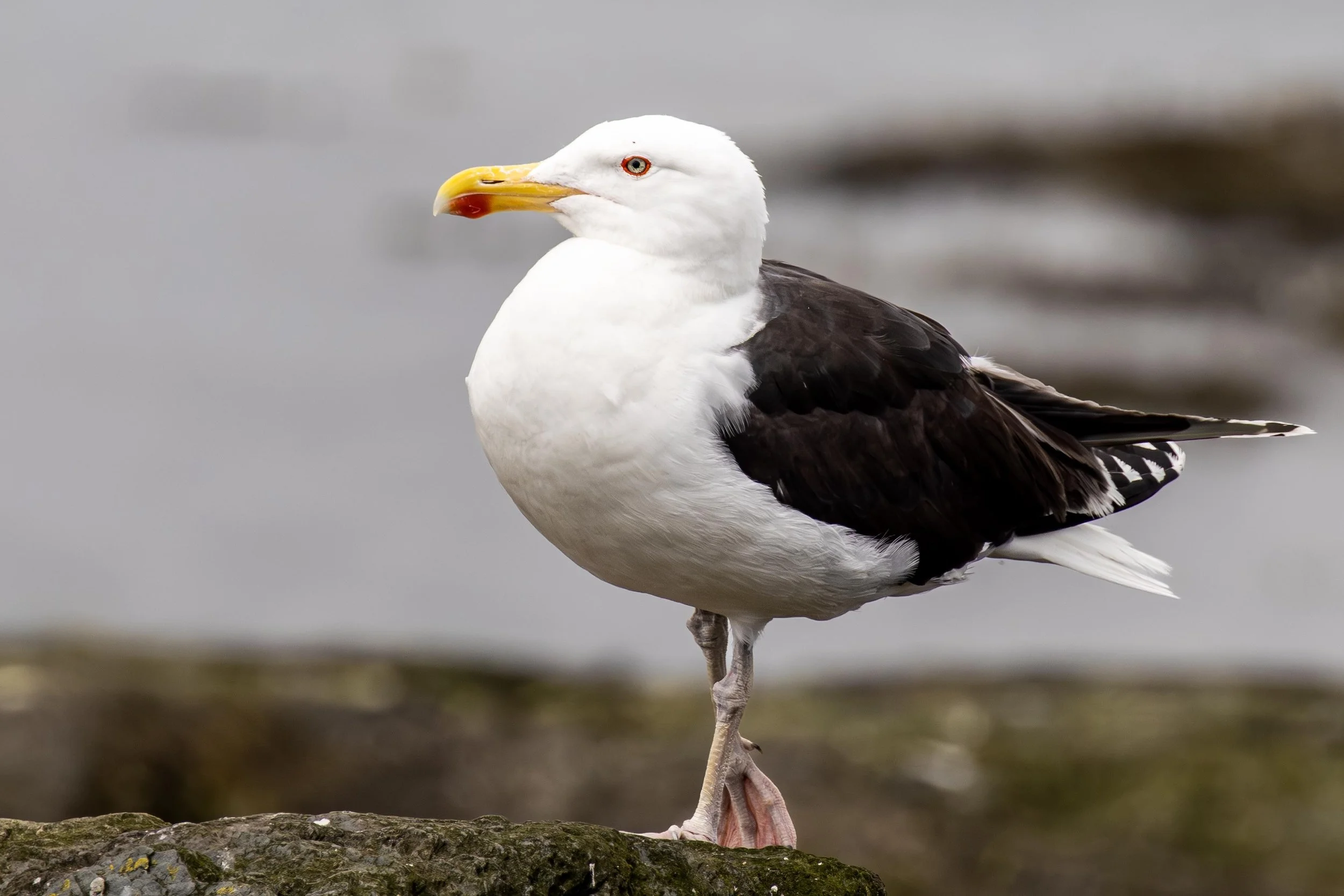 Great Black Backed Gull Small.jpg