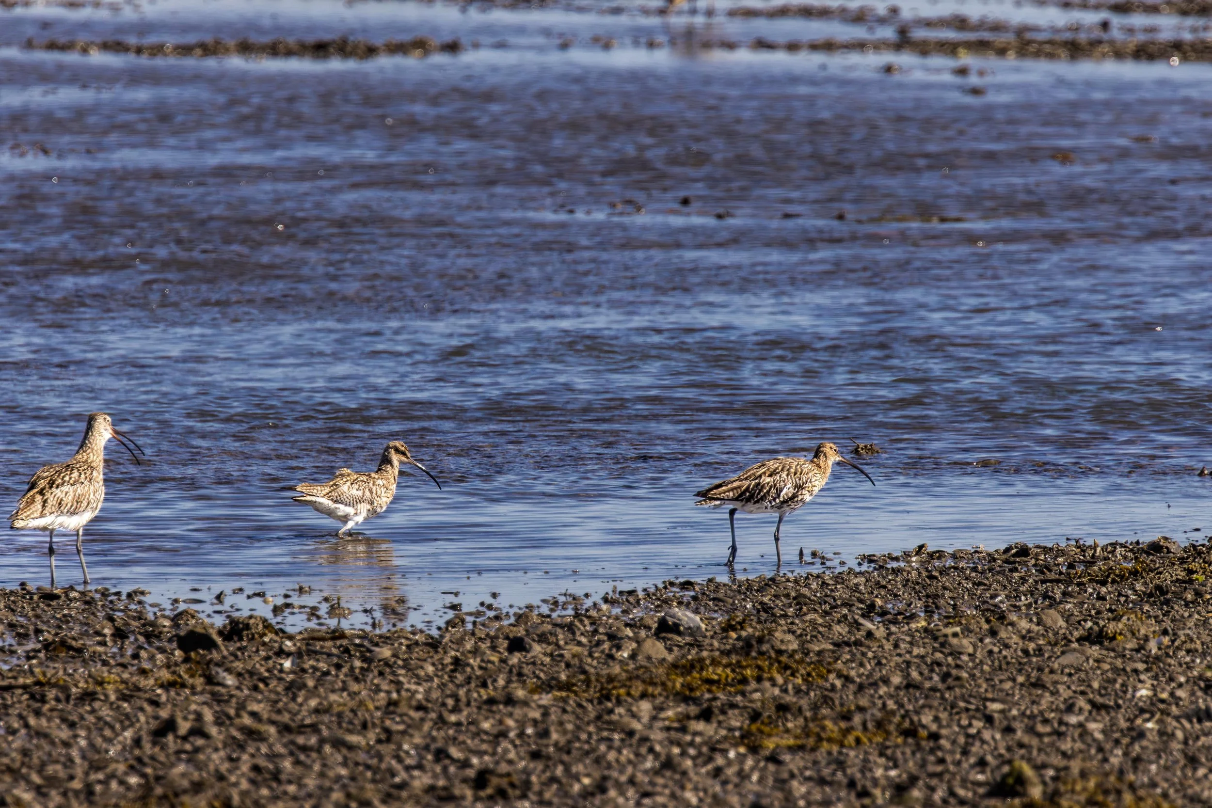 Curlew Feeding at low Tide Small.jpg