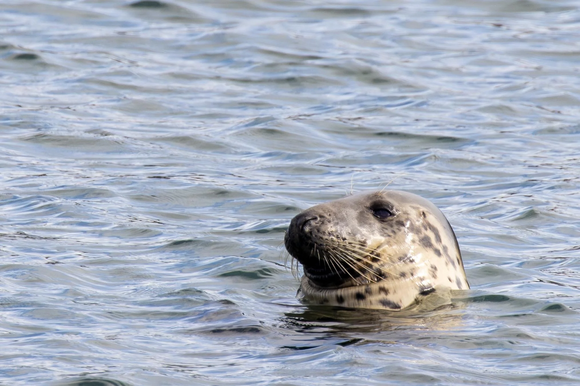 Grey Seal Small.jpg