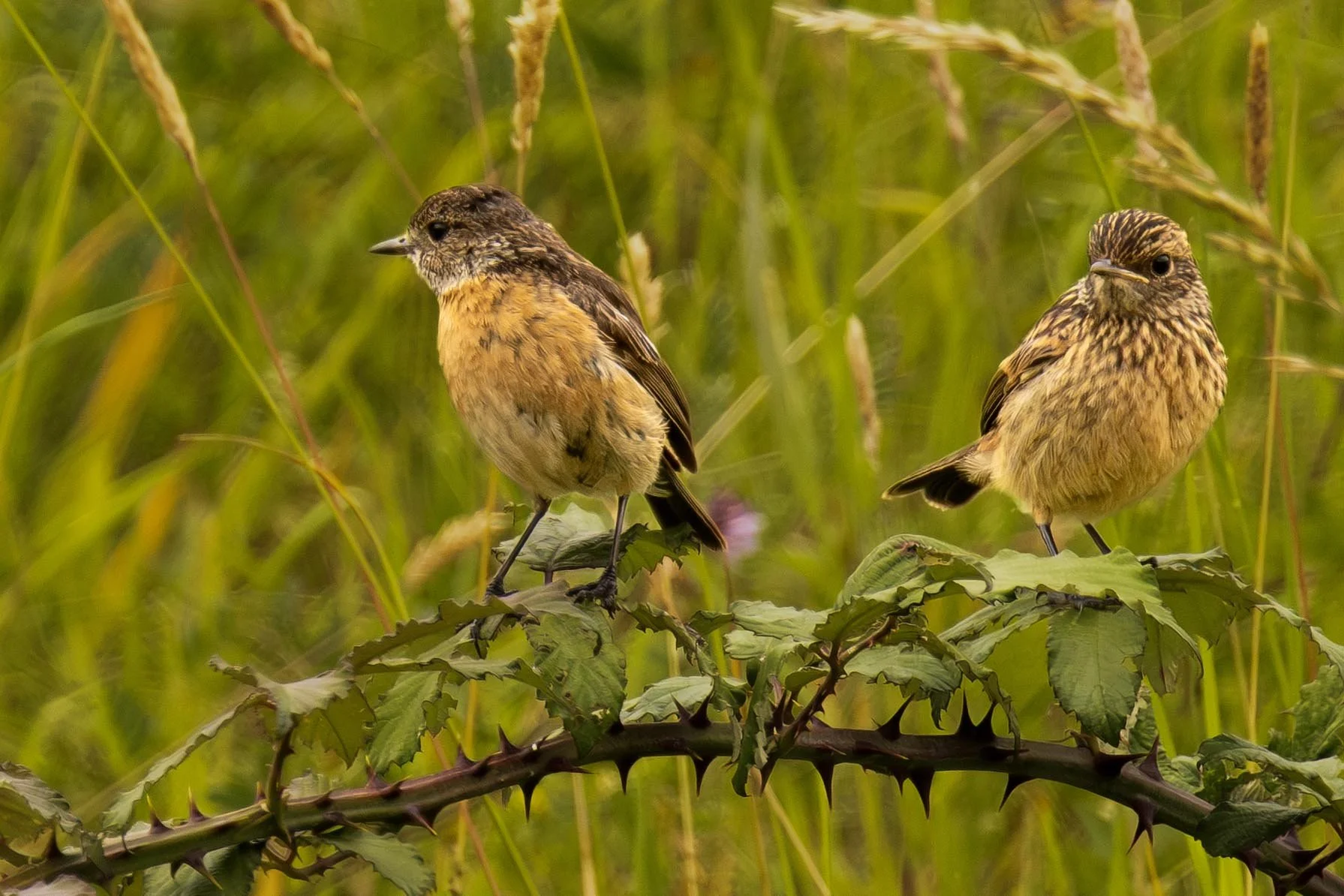 Stonechat Juveniles waiting on Food Small.jpg