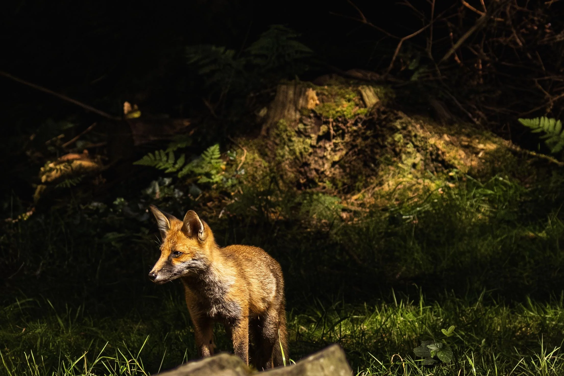 Cub, Out of the shadows Small.jpg
