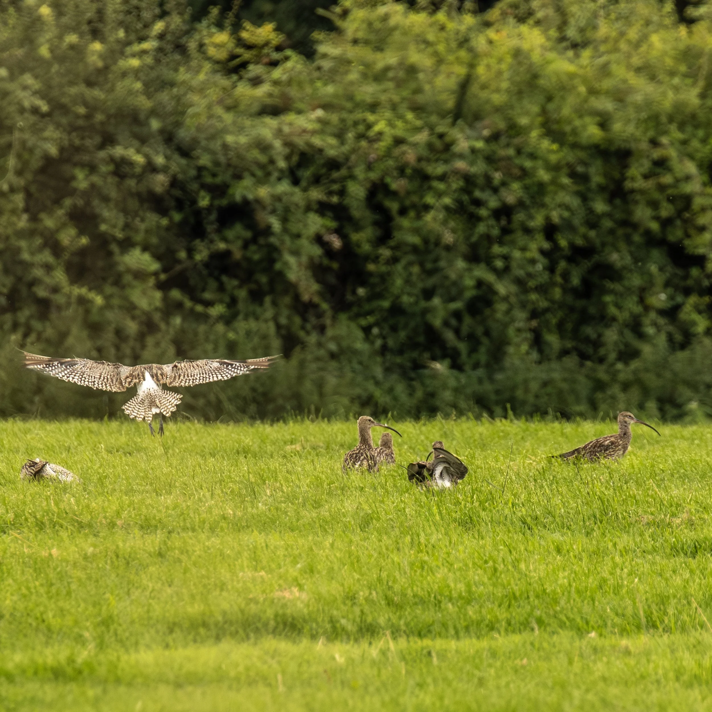 Curlew in a Field Hi Res.jpg