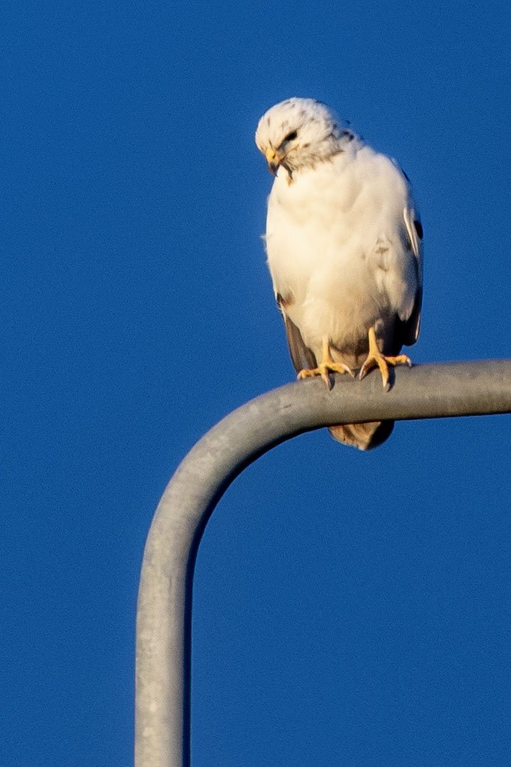 White Buzzard on 14th Mar 2026   3 Small.jpg