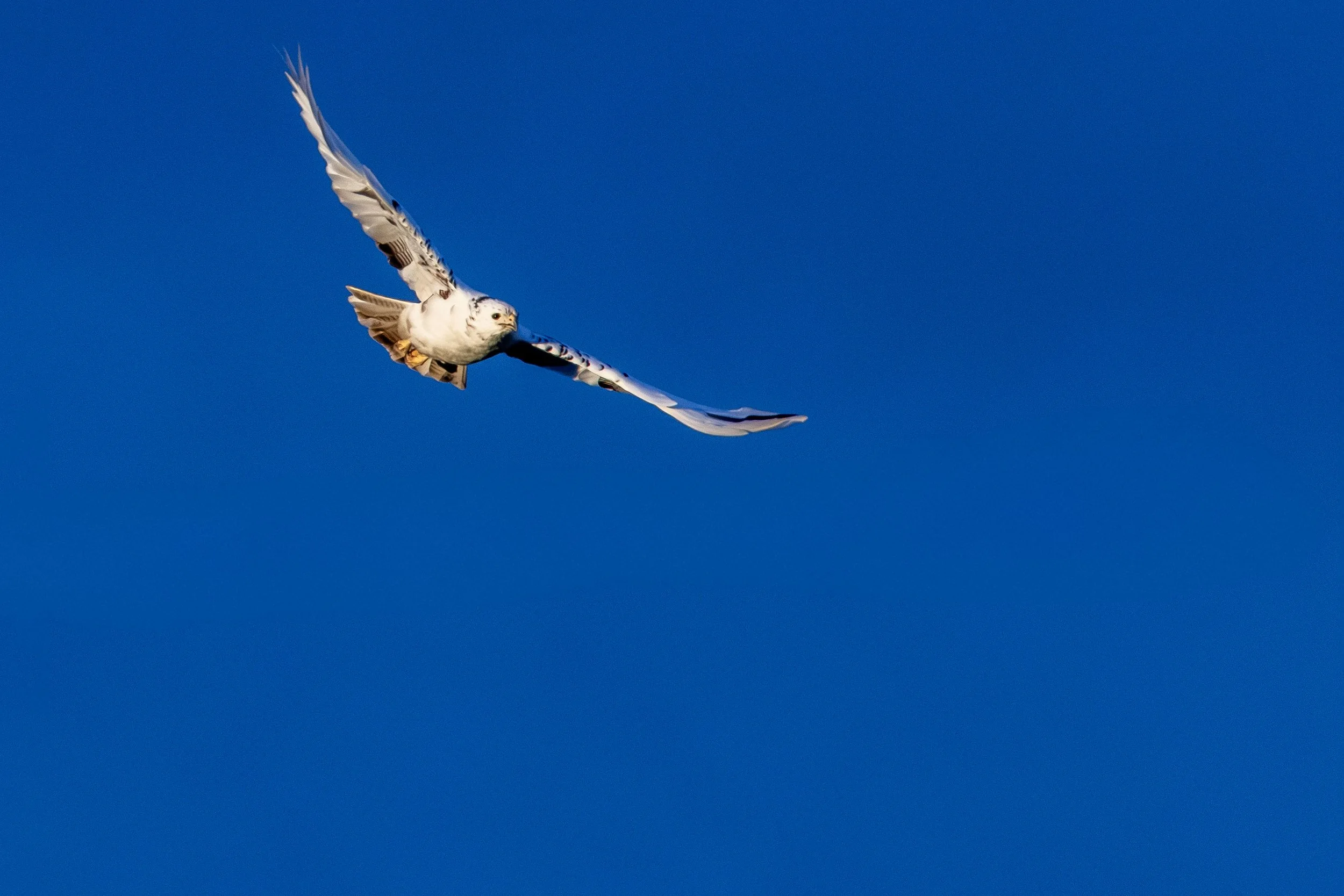 White Buzzard on 14th Mar 2026   4 Small.jpg