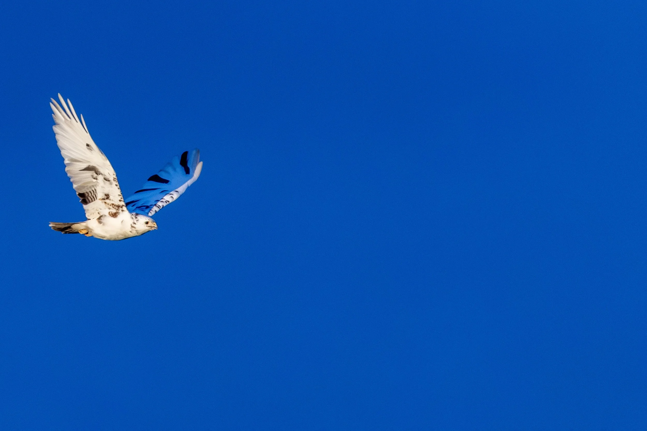 White Buzzard on 14th Mar 2026   5 Small.jpg