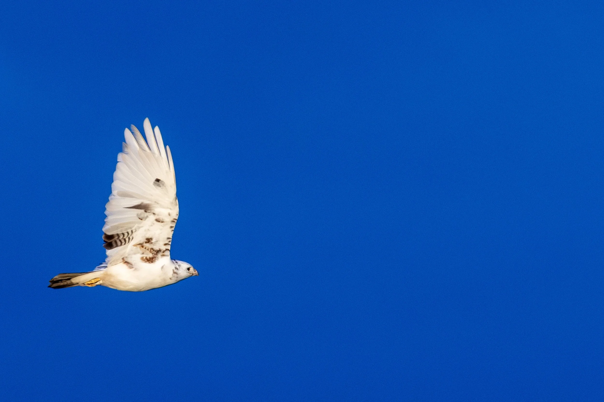 White Buzzard on 14th Mar 2026   6 Small.jpg