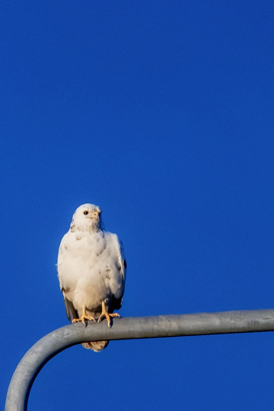 White Buzzard on 14th Mar 2026  2 Small.jpg