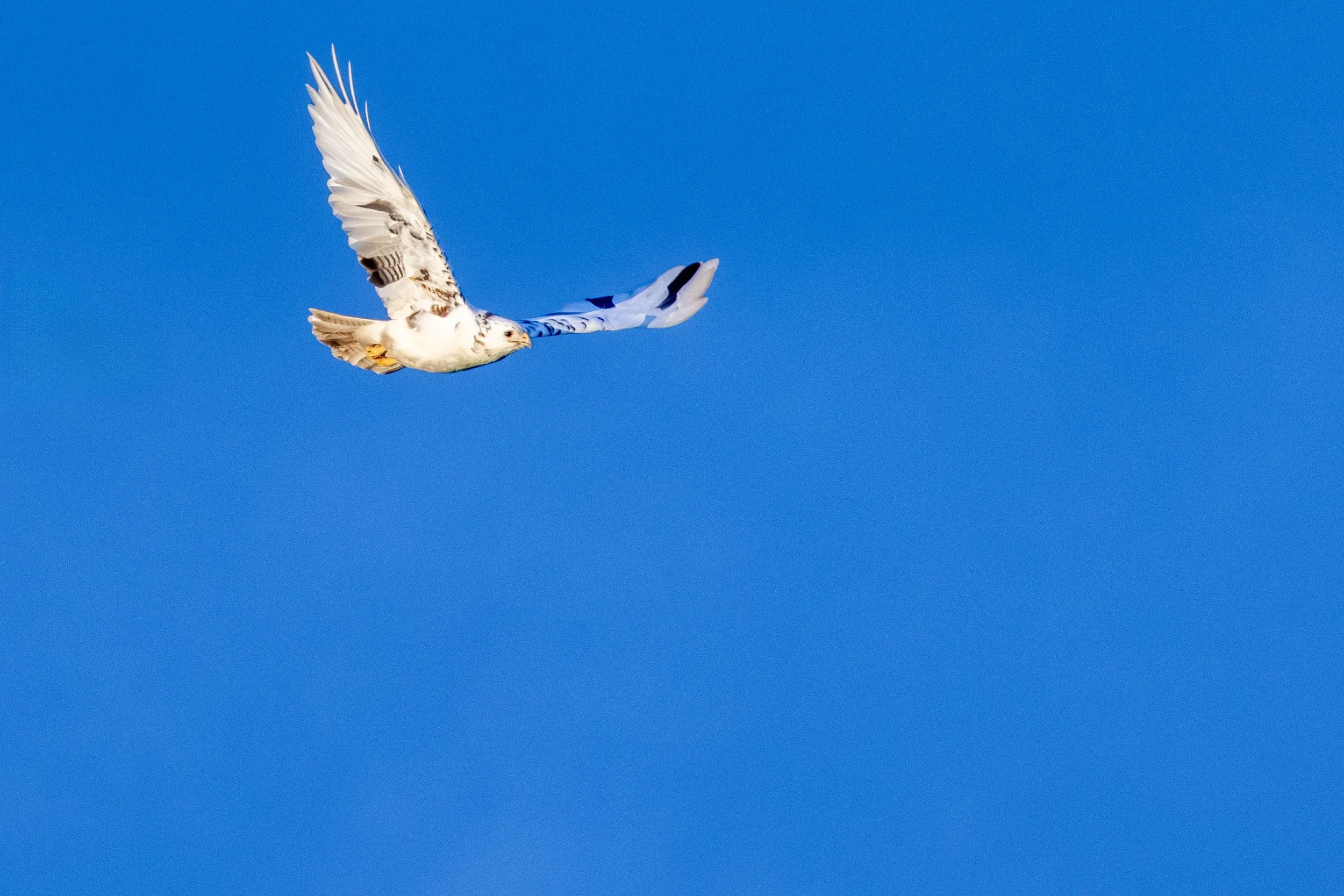 White Buzzard on 14th Mar 2026 Small.jpg