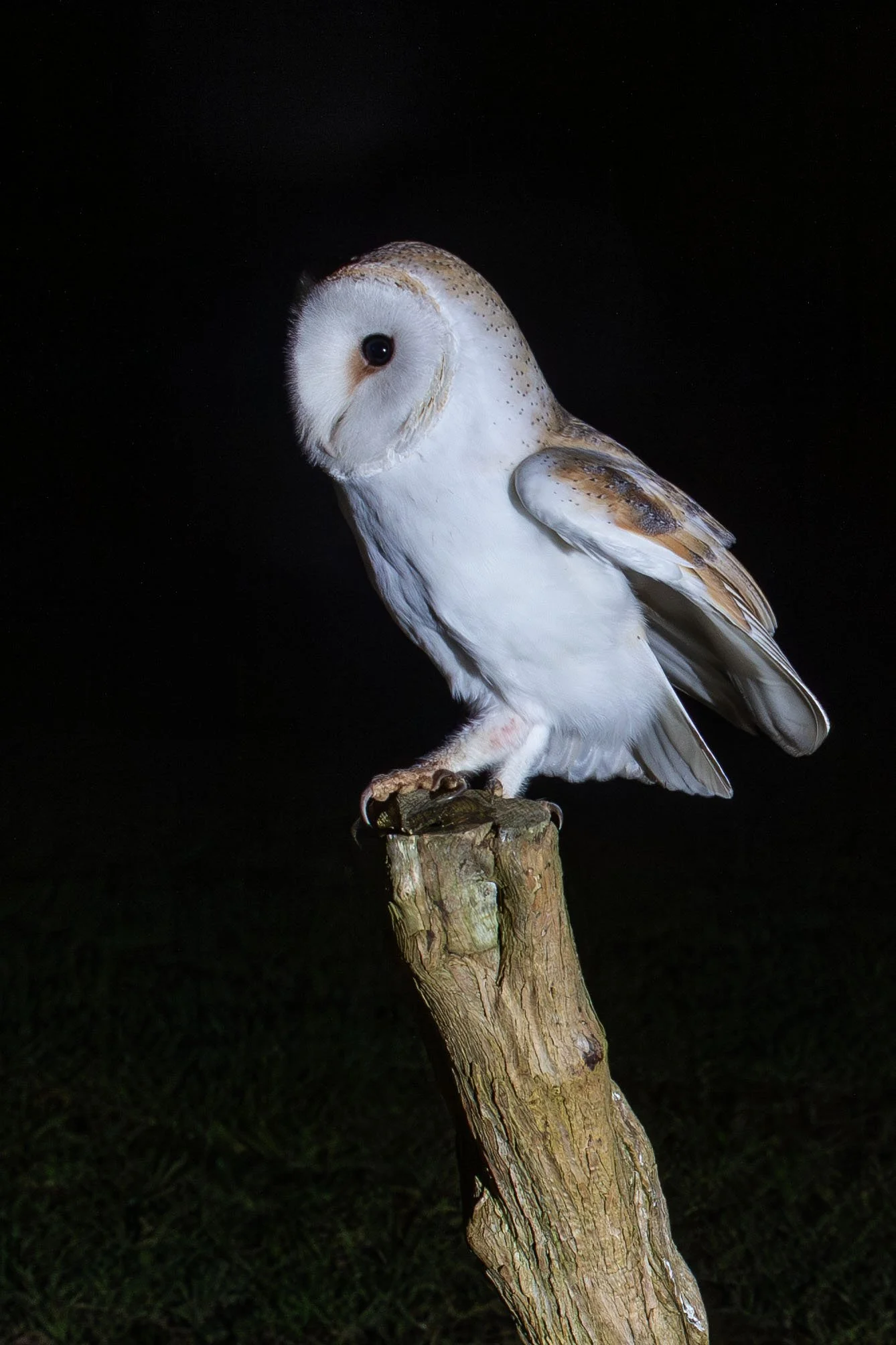 Barn Owl 1 Small.jpg