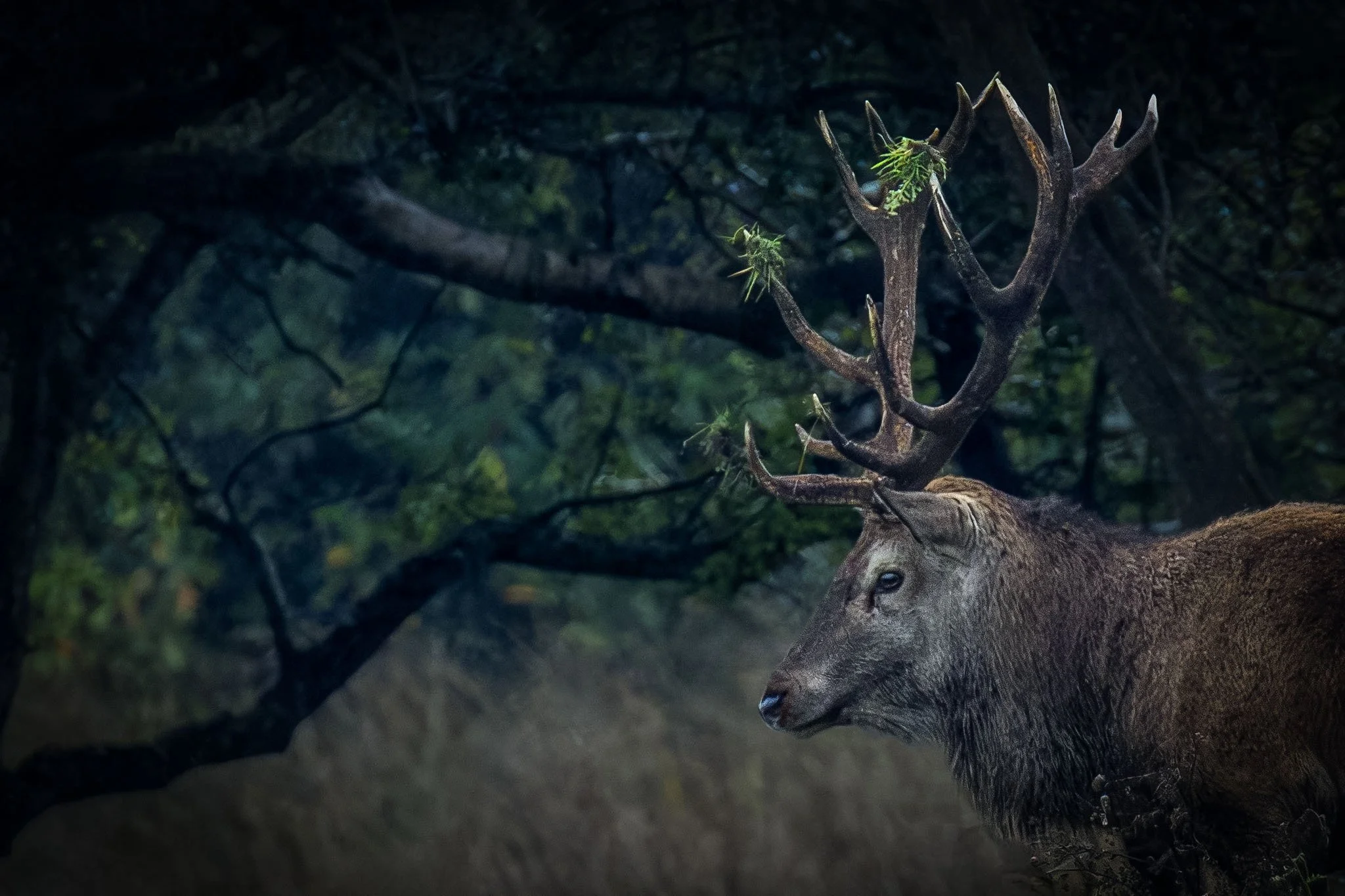 Antlers decorated Small.jpg