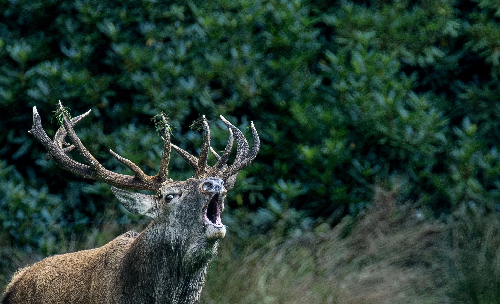 Red Roar up Close Small.jpg