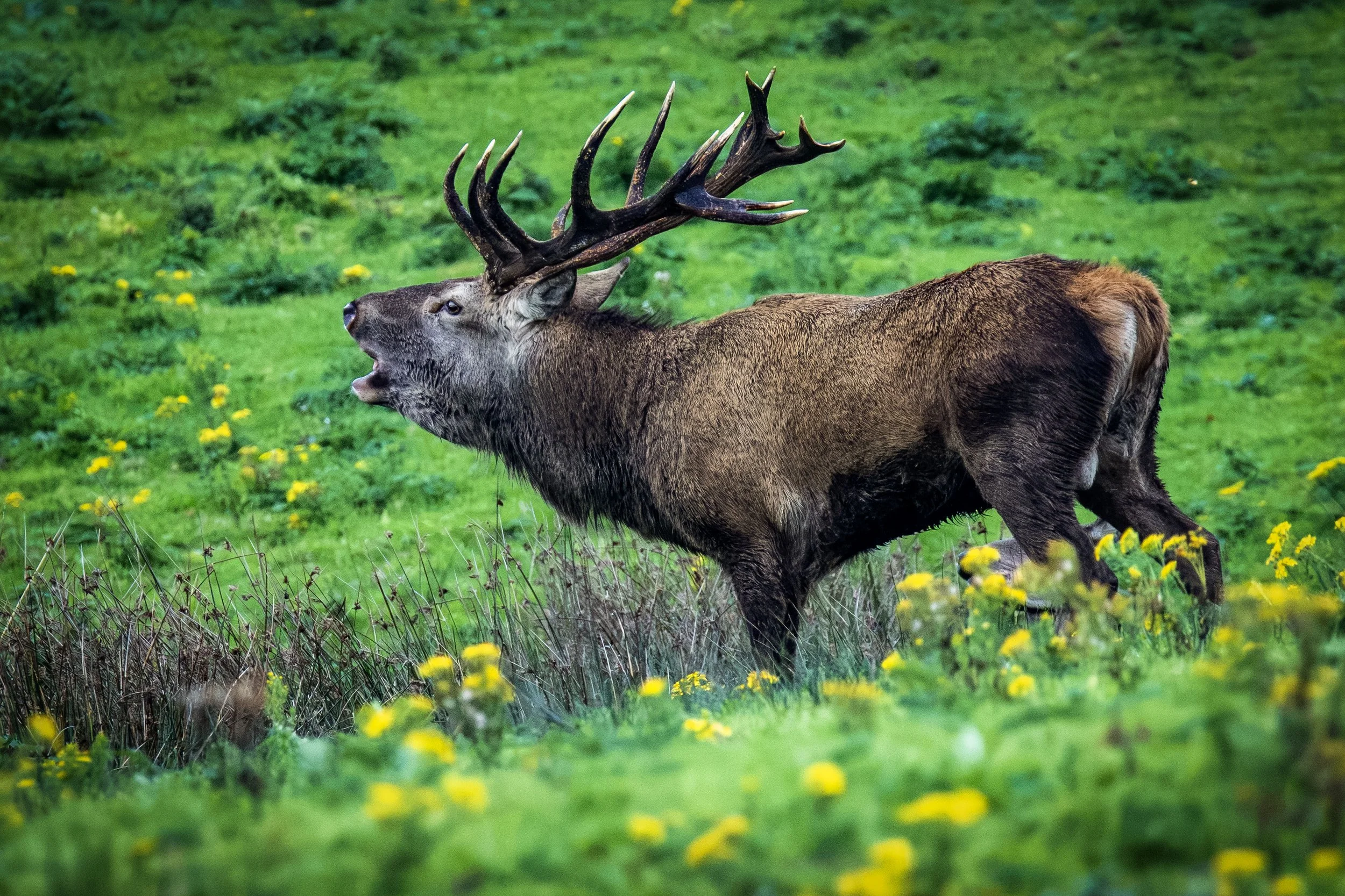 Red Stag Calling Small.jpg