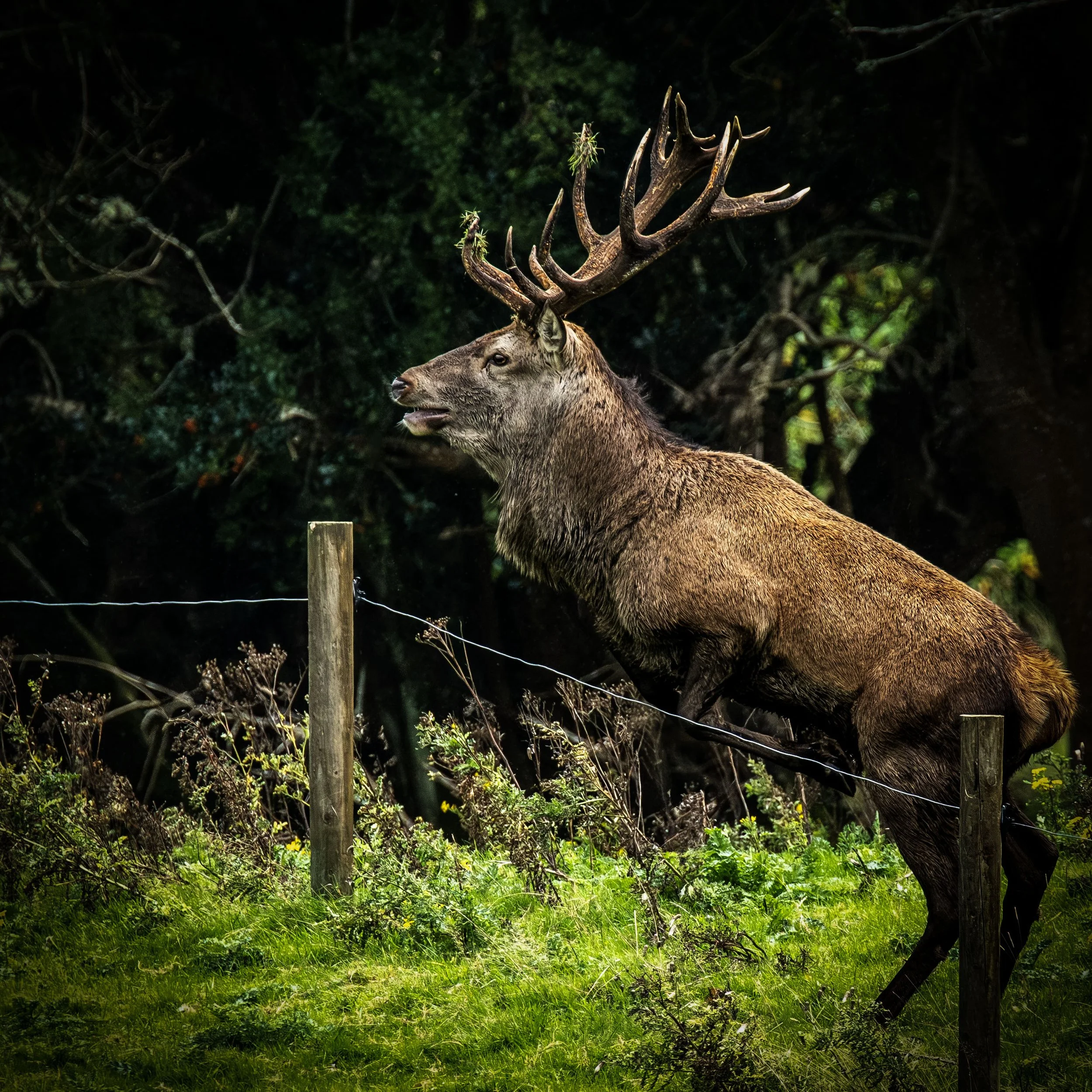 Red Stag Jumping the Fence in Killarney Small.jpg