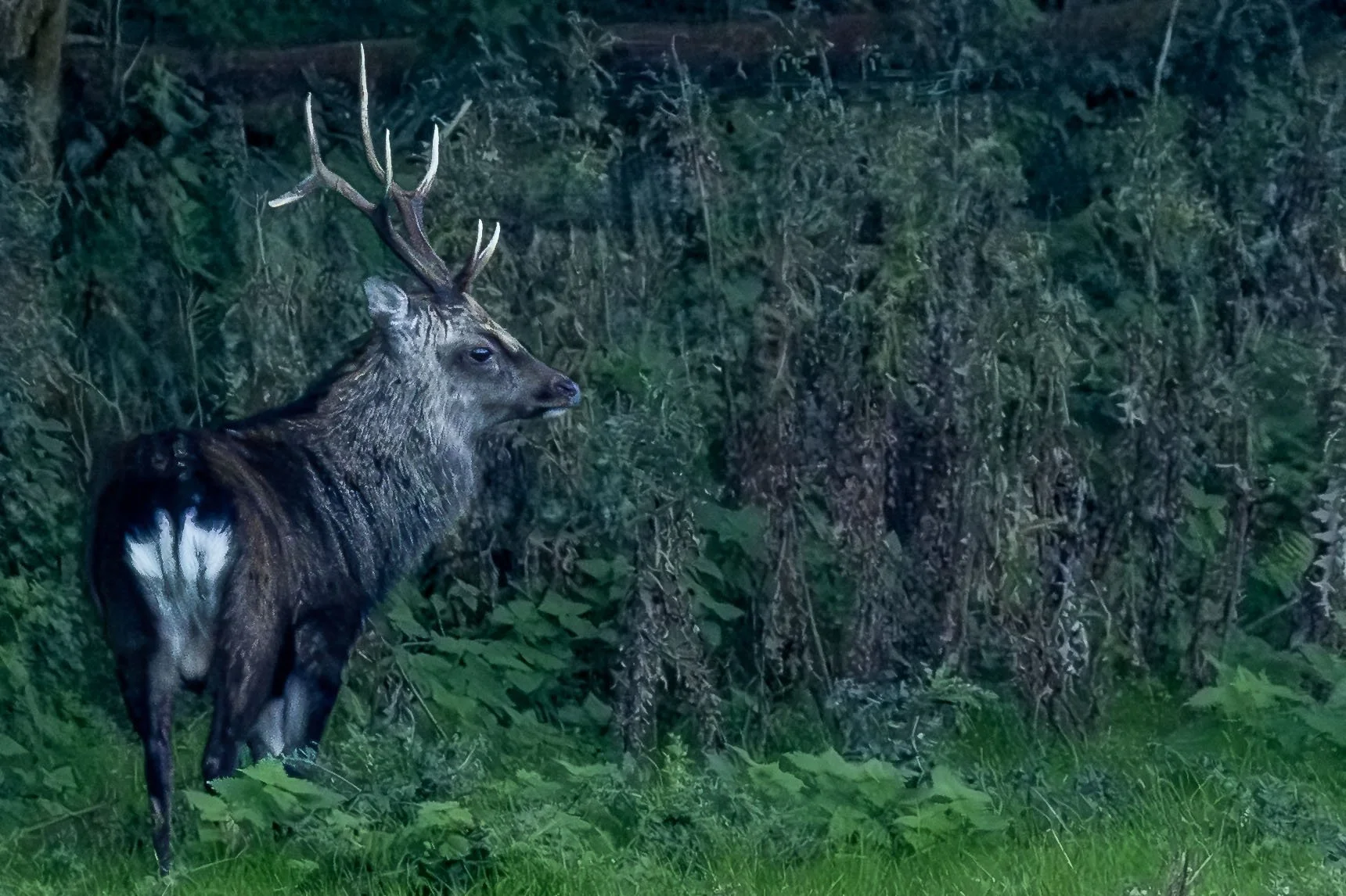 Sika Stag at the Woods Small.jpg