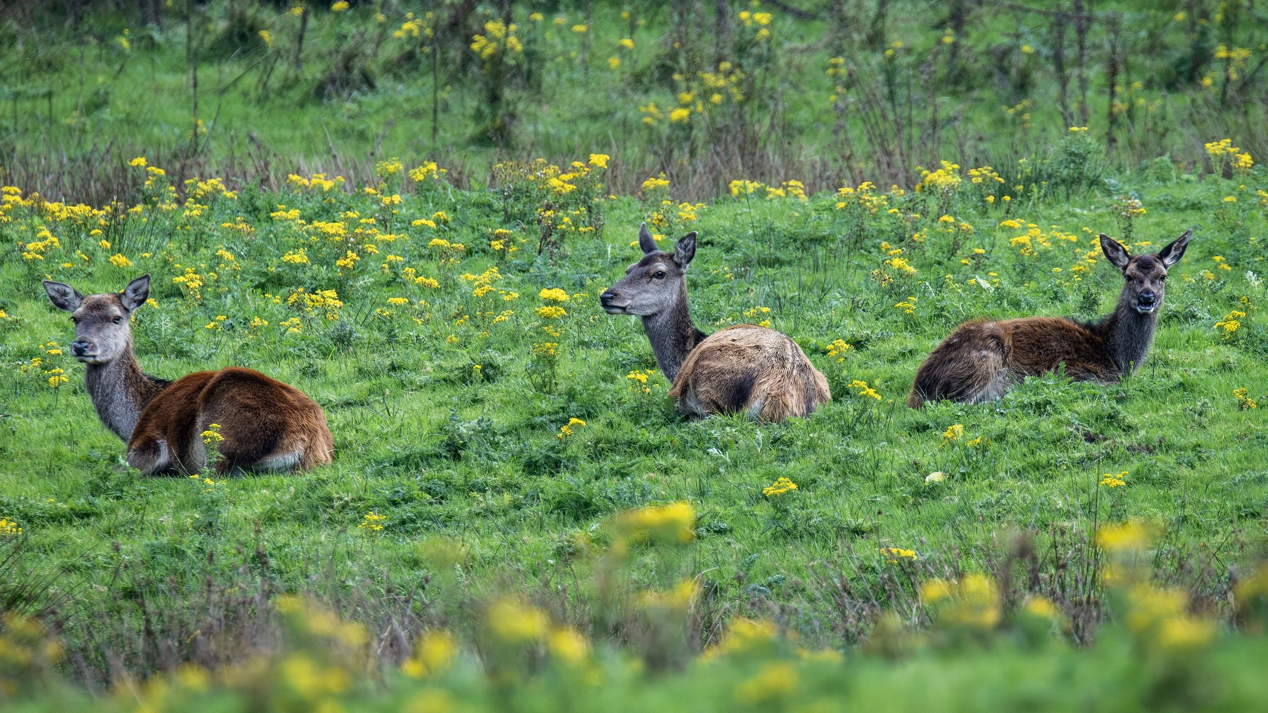 Some Red Deer Hinds having a rest Small.jpg