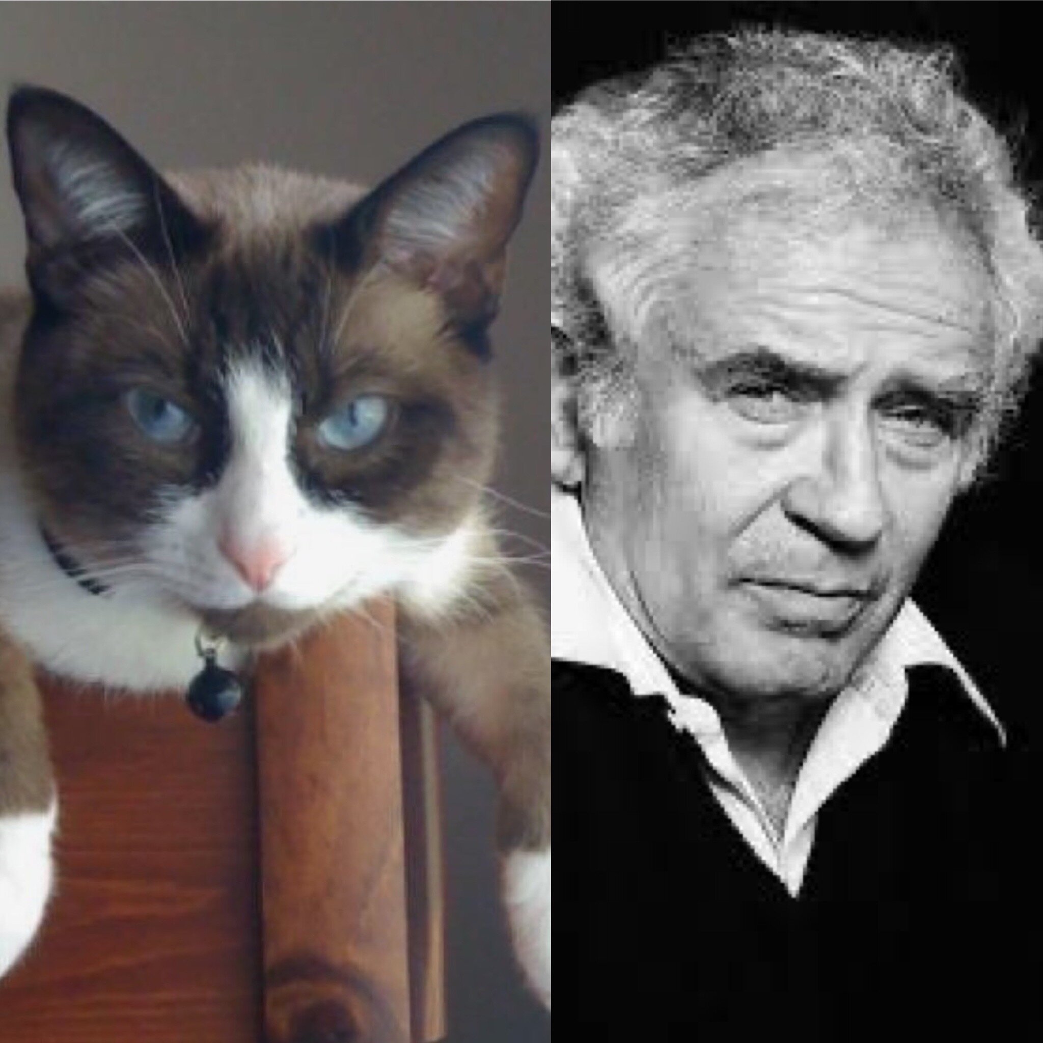 Norman Mailer and this very distinguished cat.