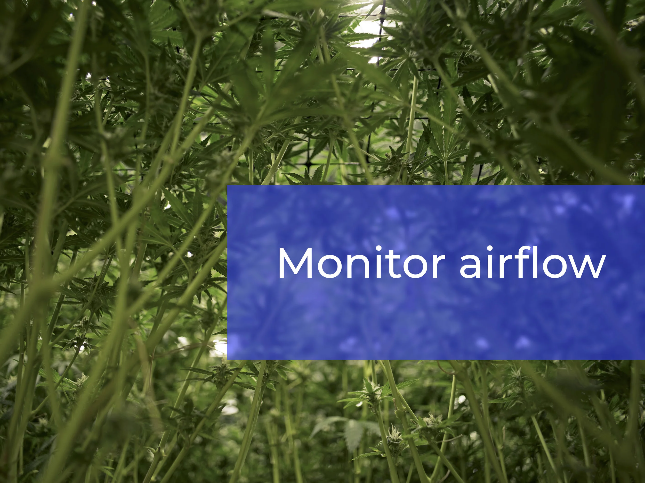 airflow temp.jpg