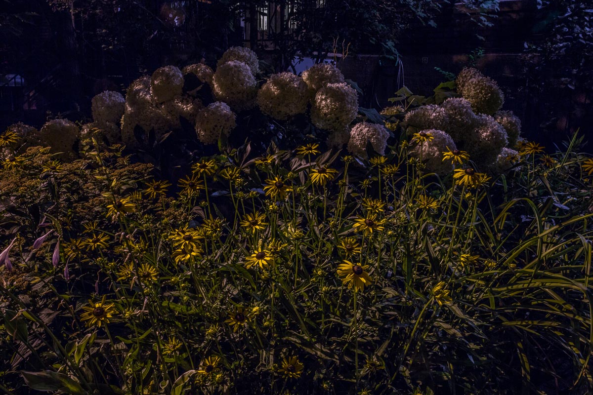 Nighttime photo of Purple Sensation in bloom