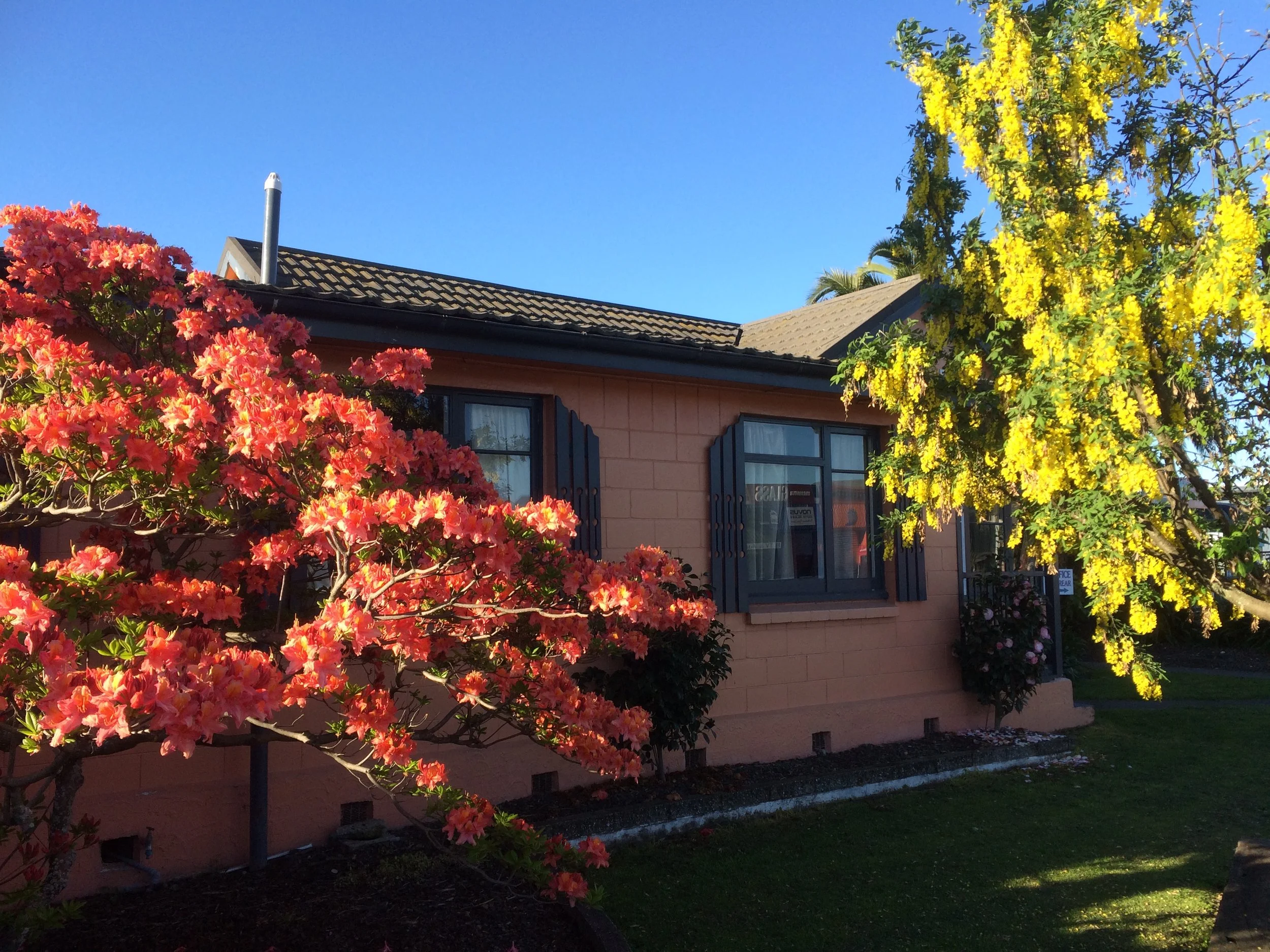 Colours galore Koanui.JPG