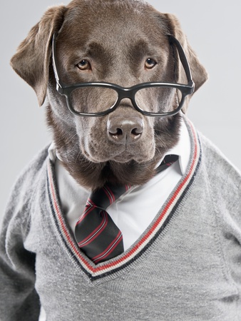 This isn't really me, but I like dogs and this one in particular looks quite smart with his tie and sweater combo. I hope you agree.