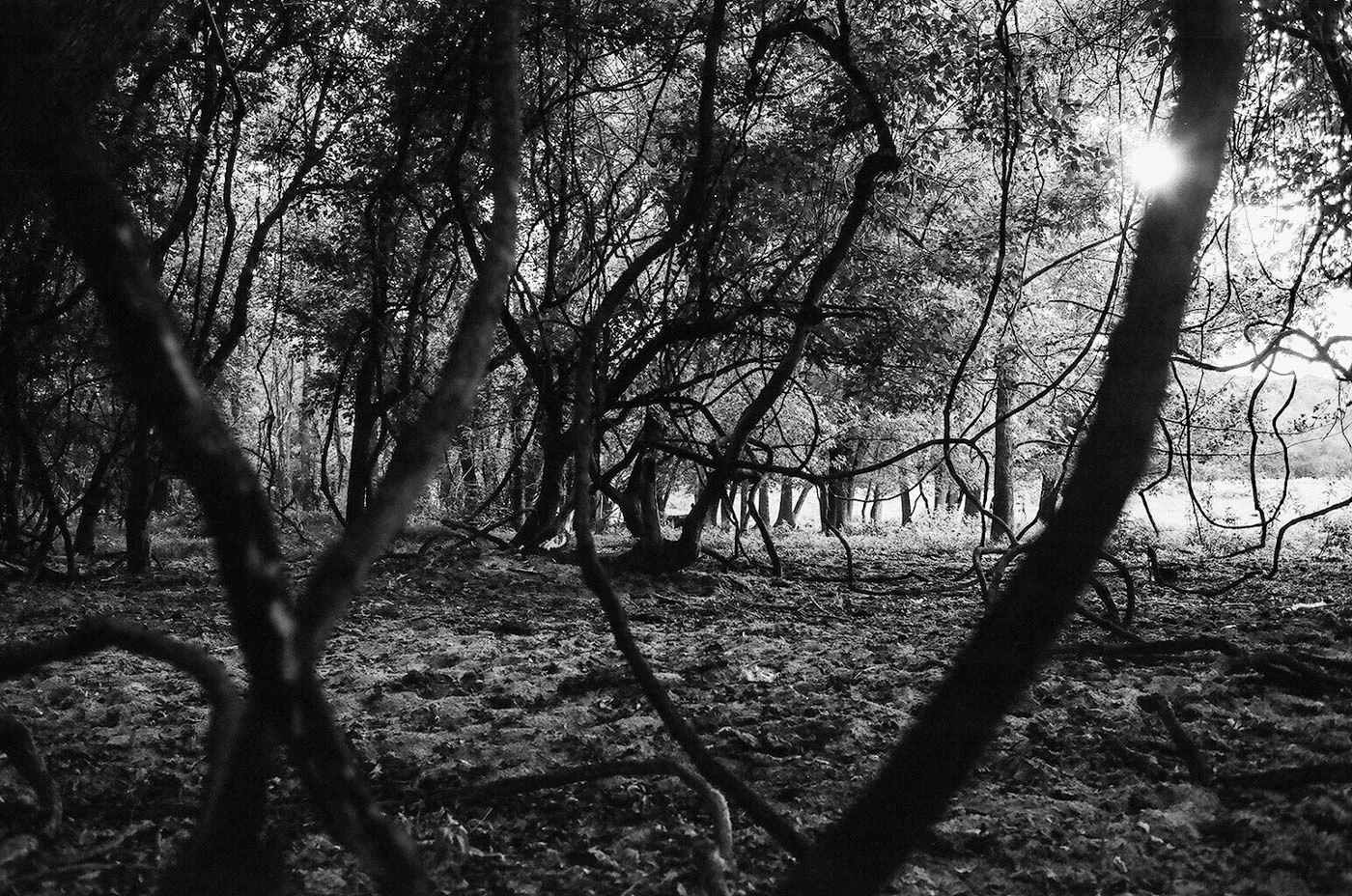 fujifilm-neopan-acros-100-plus-2-krista-michaels-photography-10.jpg