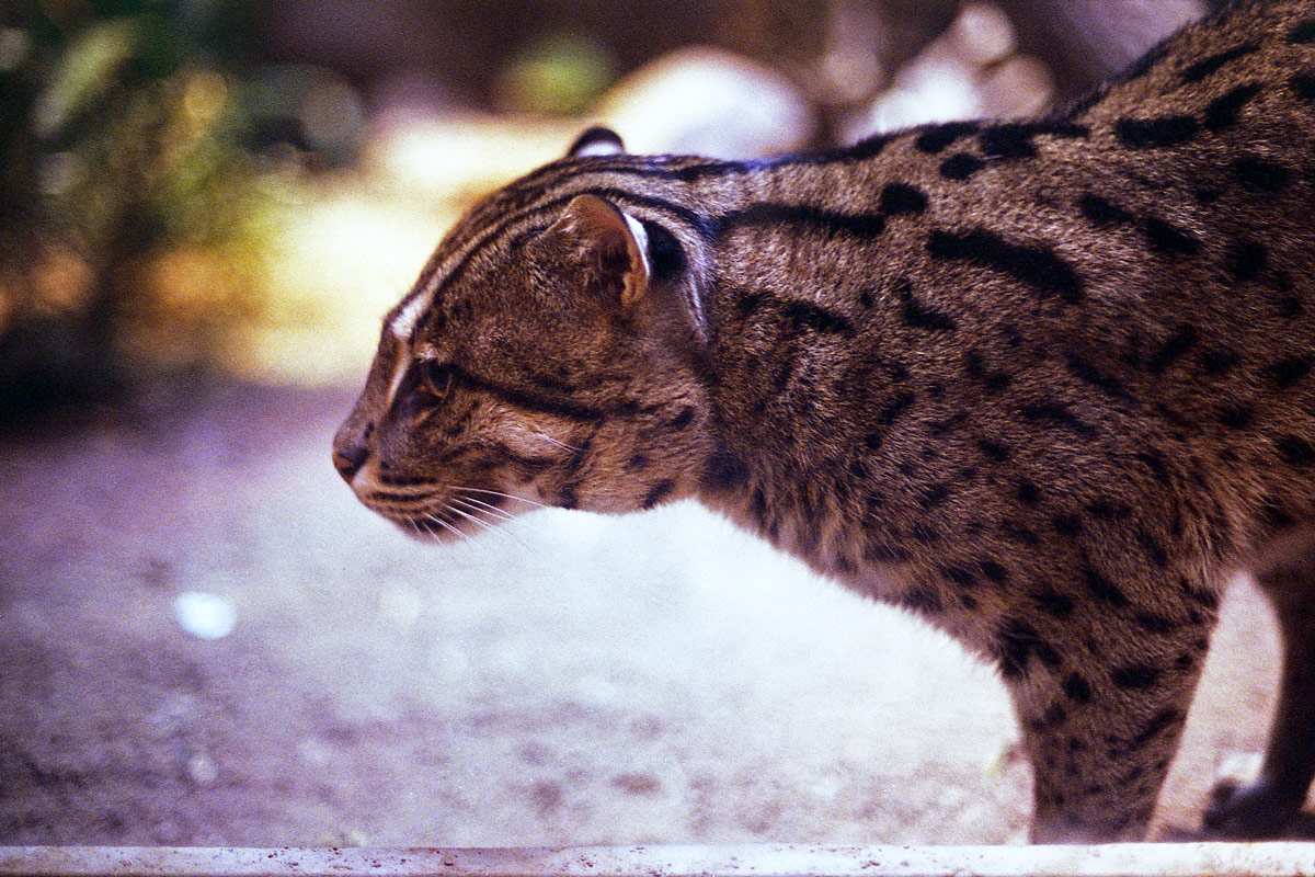 kodak-ultramax-400-zoo-001.jpg