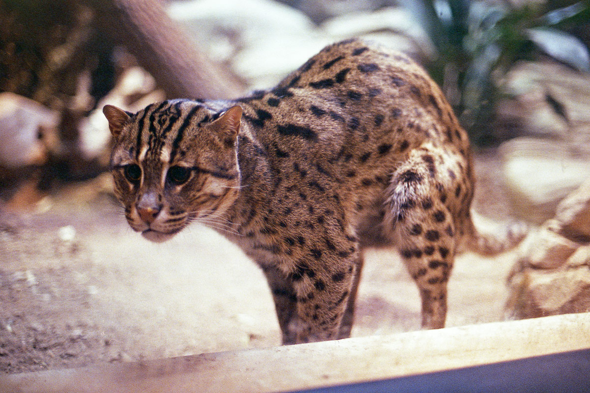 kodak-ultramax-400-zoo-002.jpg