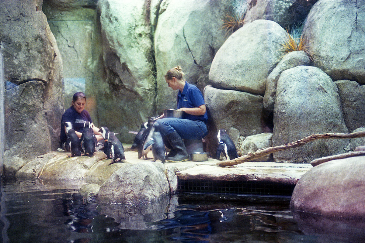 kodak-ultramax-400-zoo-004.jpg