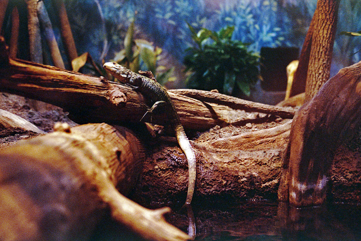 kodak-ultramax-400-zoo-005.jpg