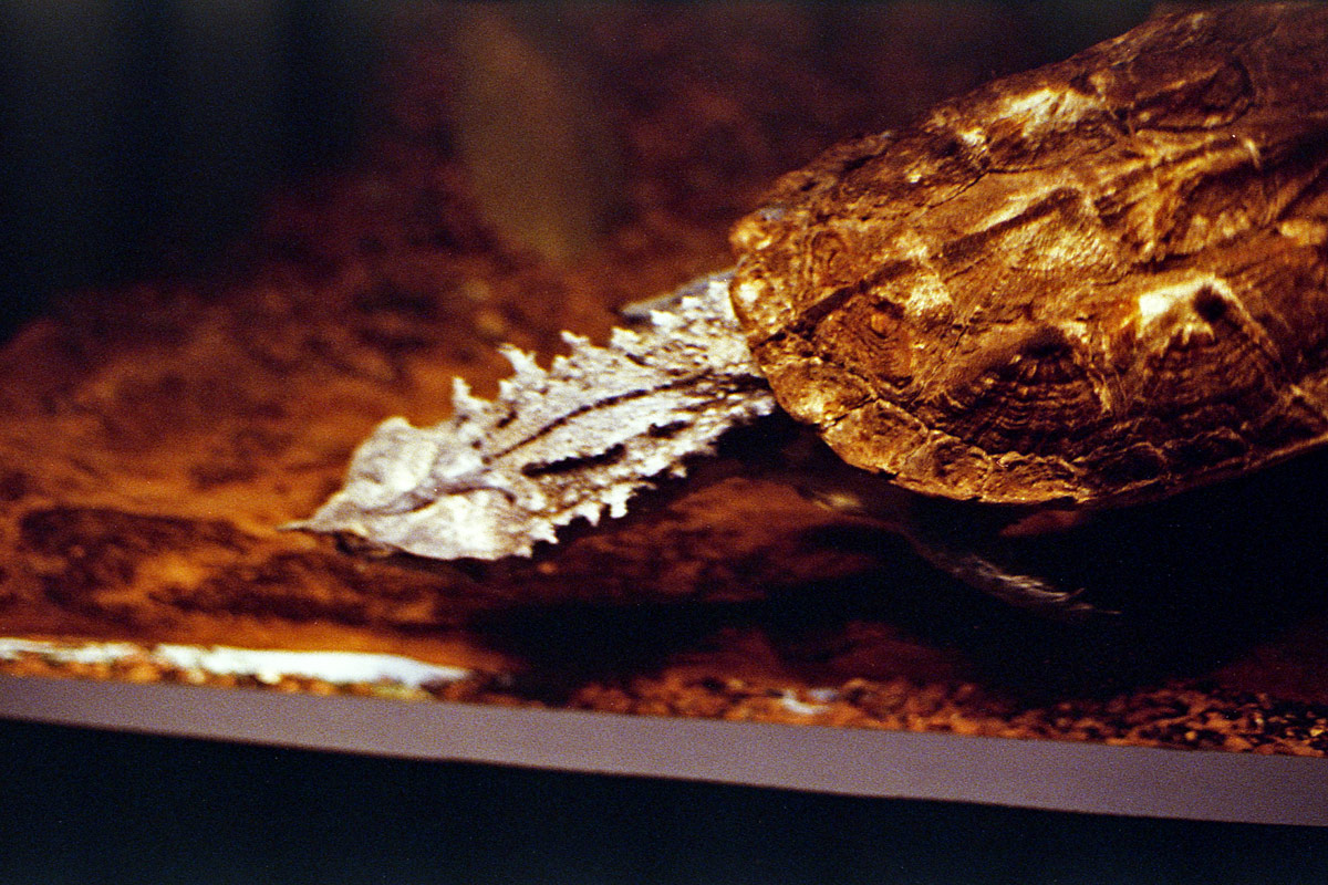 kodak-ultramax-400-zoo-006.jpg