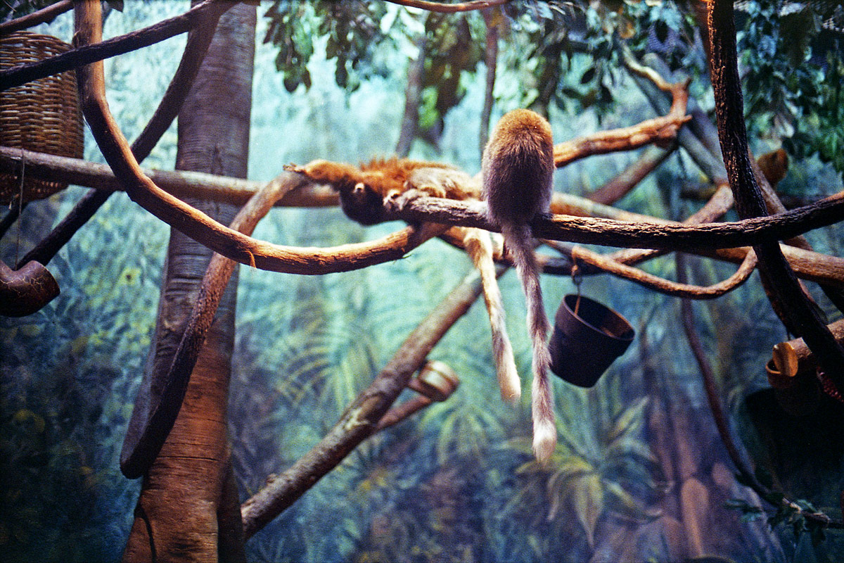 kodak-ultramax-400-zoo-007.jpg