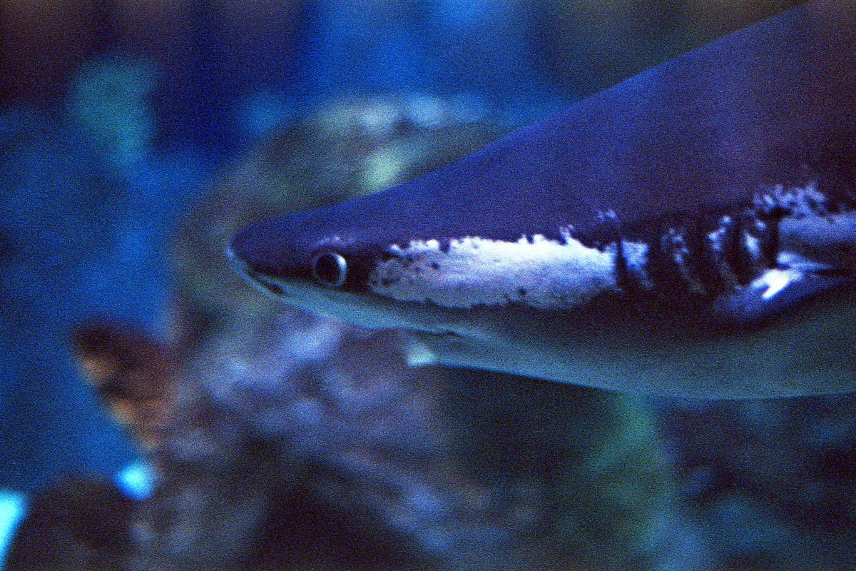 kodak-ultramax-400-zoo-008.jpg