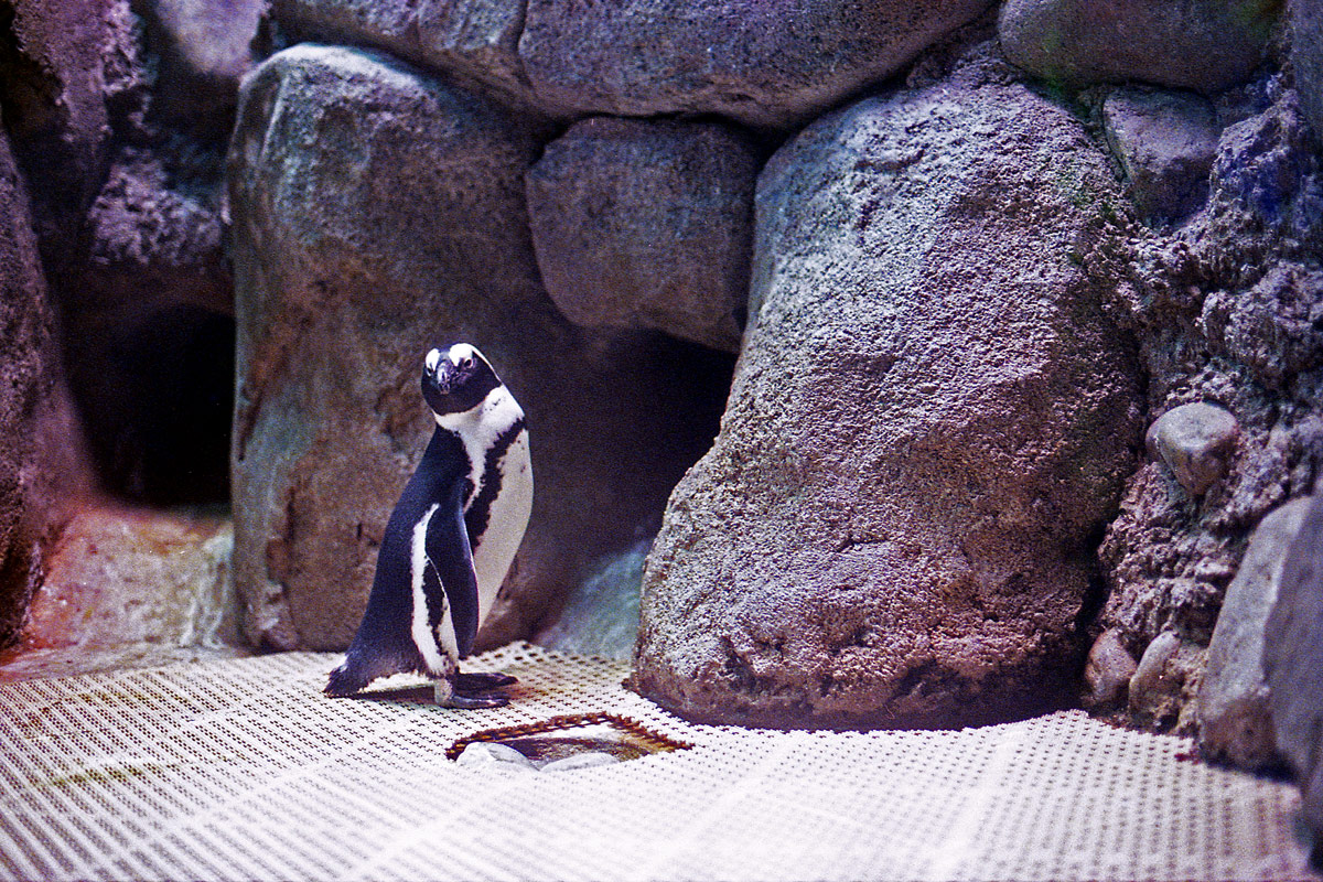 kodak-ultramax-400-zoo-012.jpg