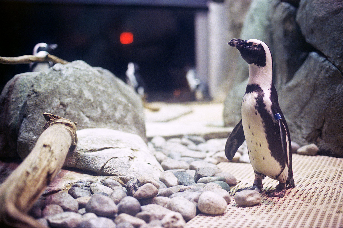 kodak-ultramax-400-zoo-013.jpg