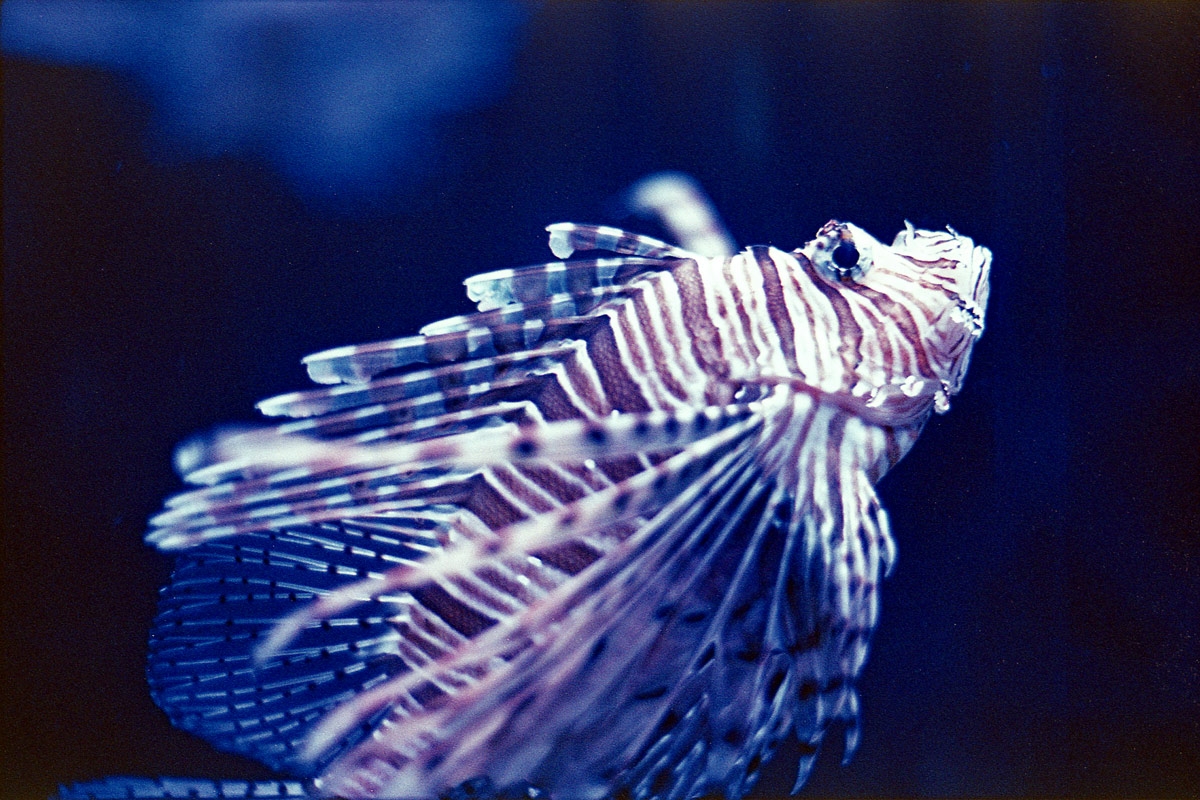 kodak-ultramax-400-zoo-015.jpg