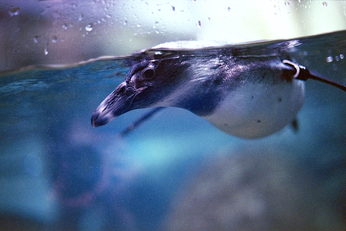 kodak-ultramax-400-zoo-017.jpg