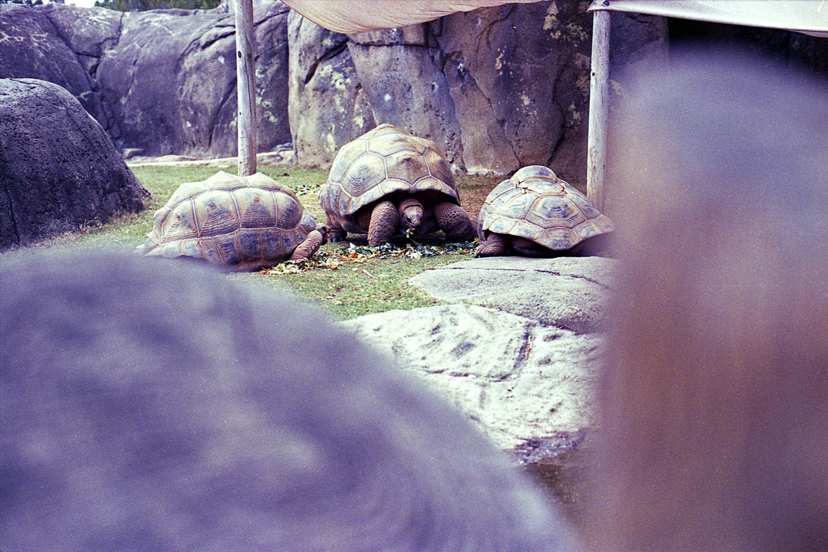 kodak-ultramax-400-zoo-020.jpg