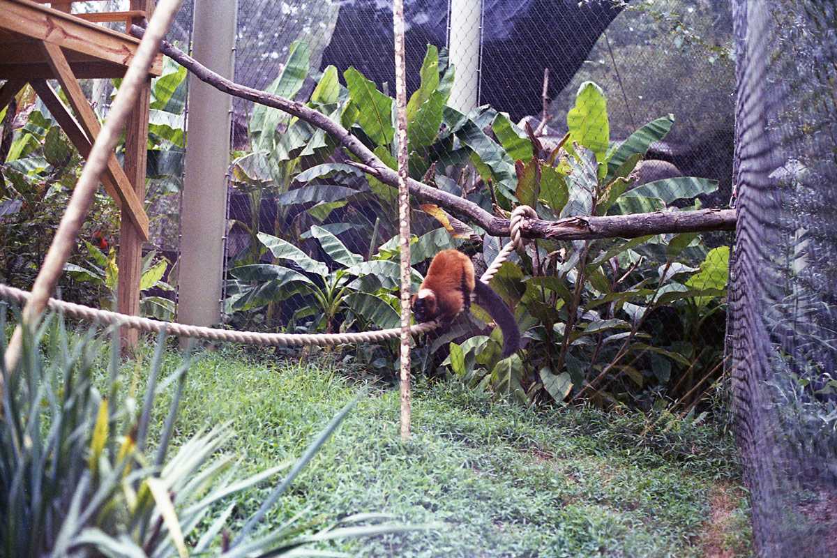 kodak-ultramax-400-zoo-021.jpg