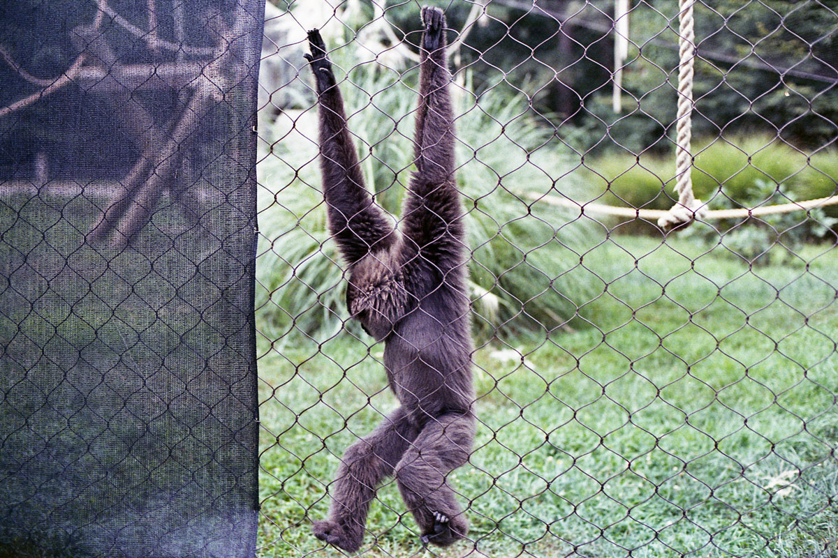 kodak-ultramax-400-zoo-023.jpg