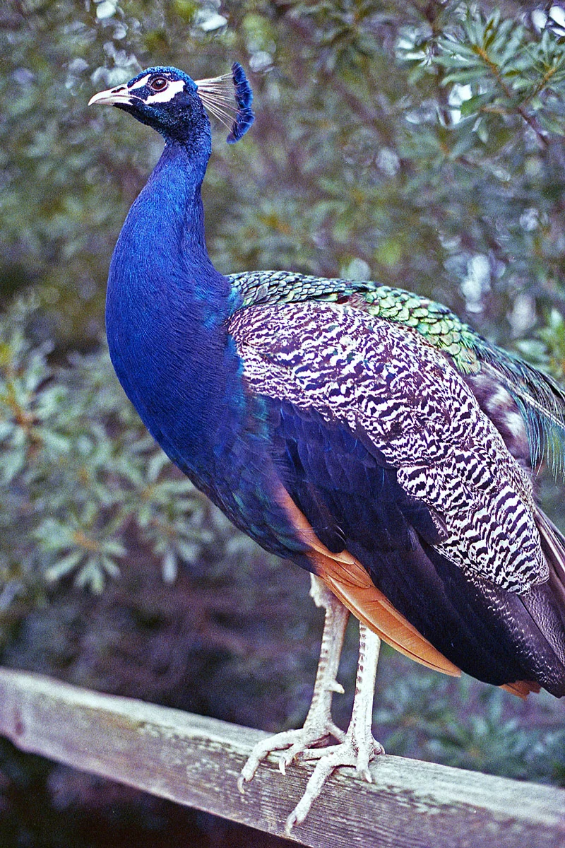 kodak-ultramax-400-zoo-026.jpg