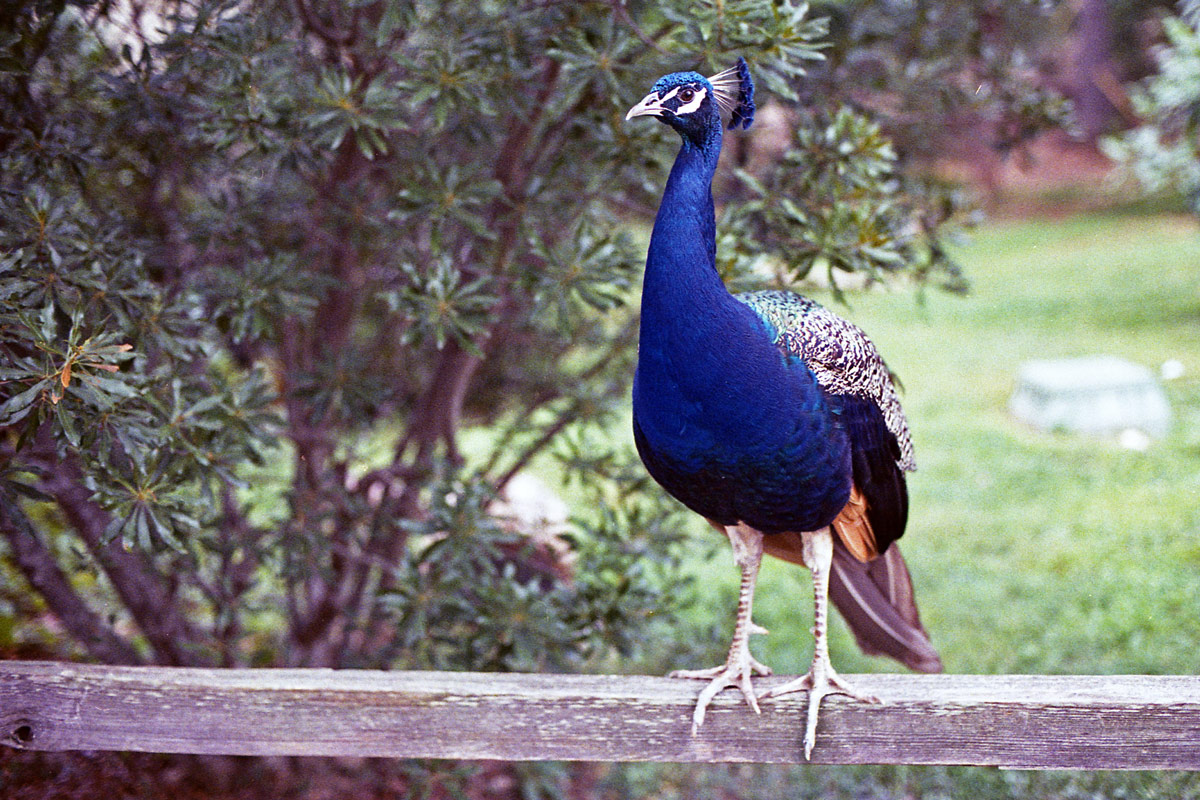 kodak-ultramax-400-zoo-028.jpg