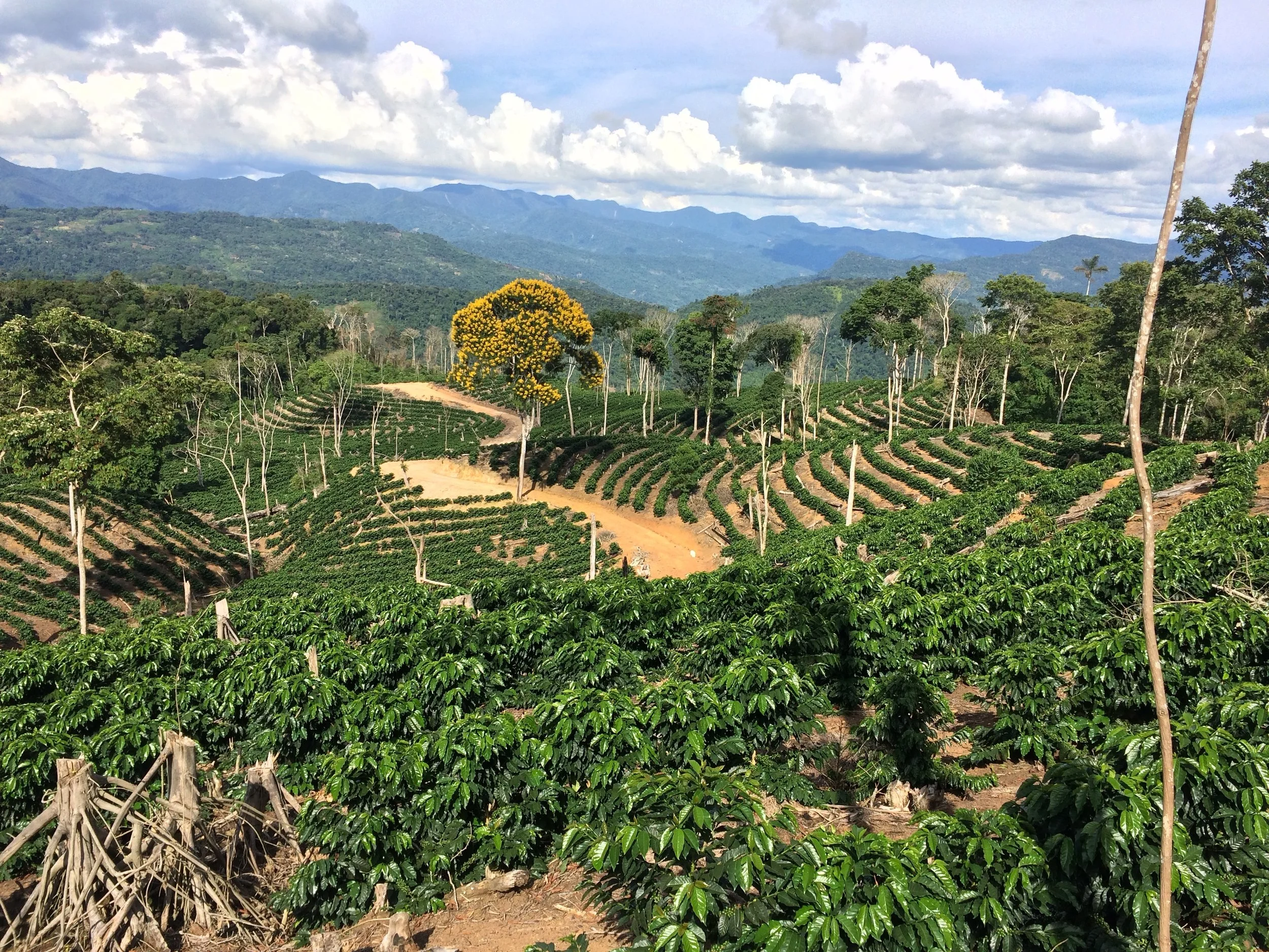 CREANDO CULTURA EMPRESARIAL CAFETERA