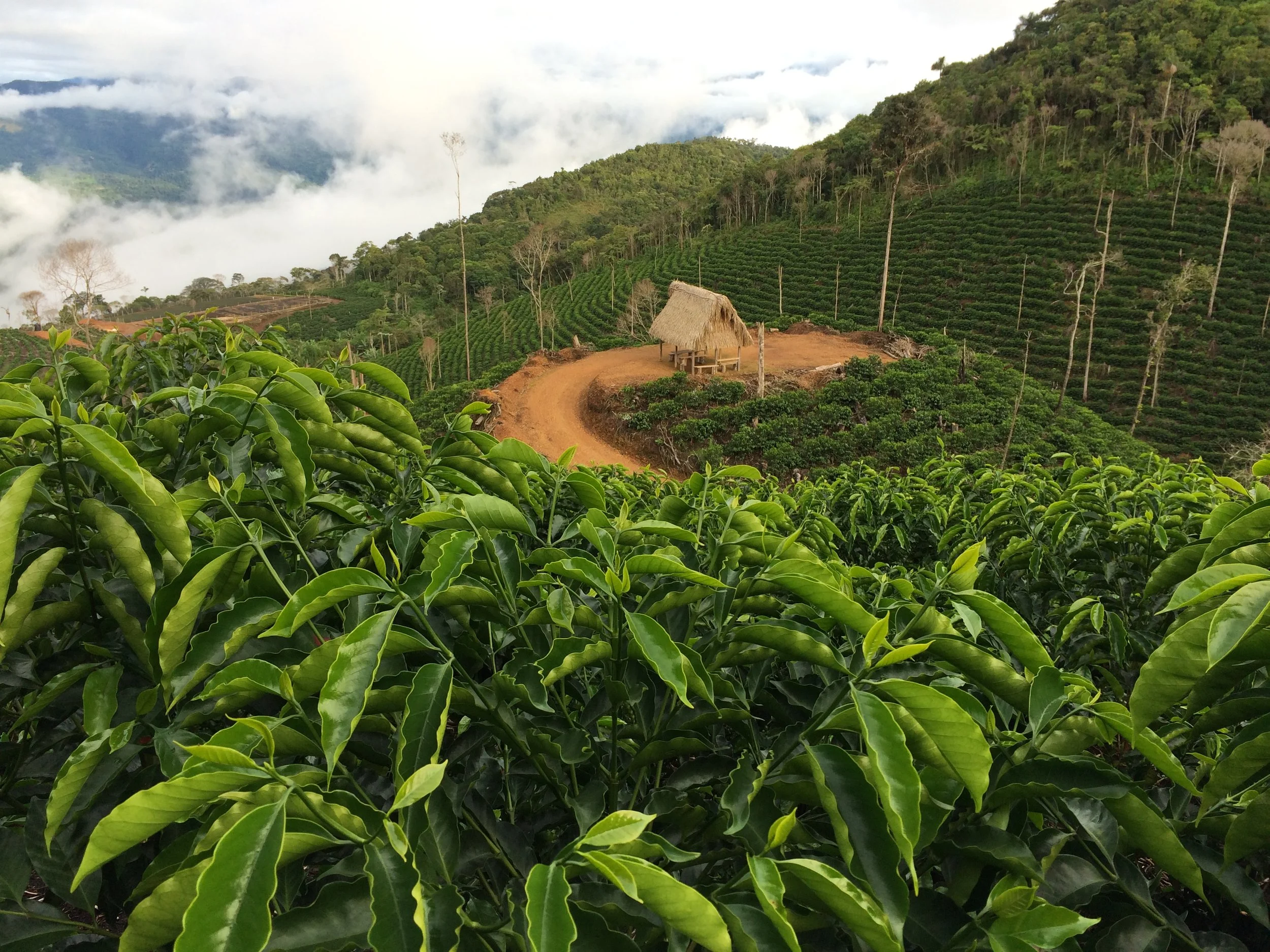  DIAGNÓSTICO FINANCIERO / EMPRESAS CAFETERAS