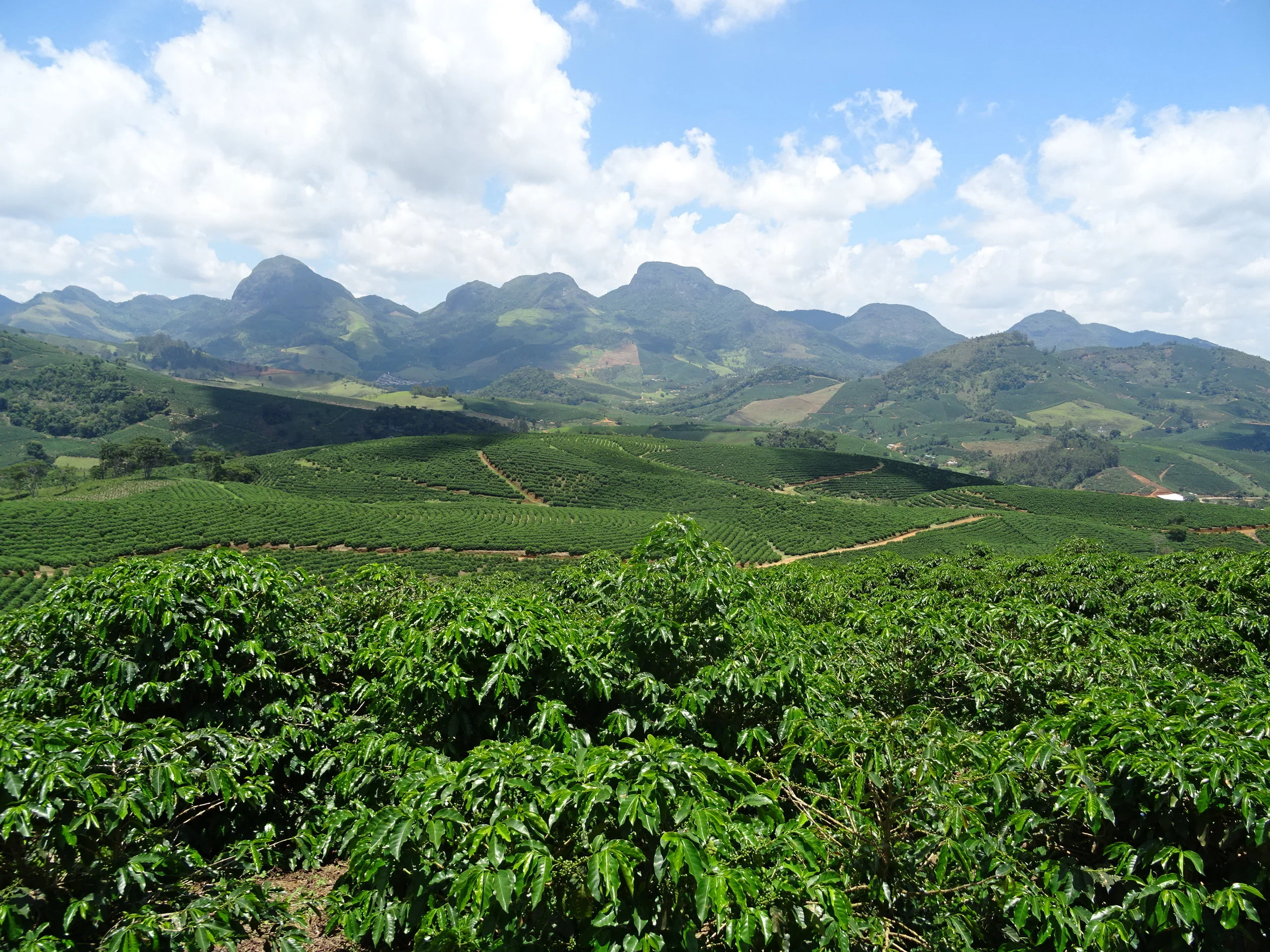  I ETAPA : Análisis Costo de Producción en CAFE 